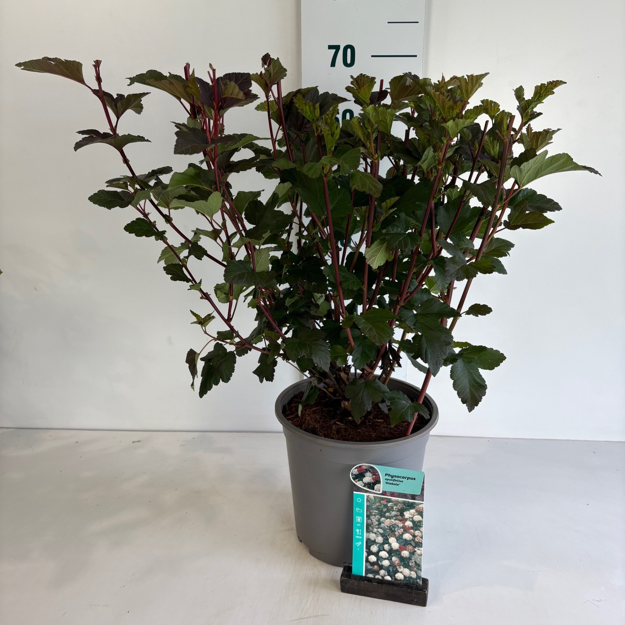 Physocarpus opulifolius Diabolo, D 24 cm