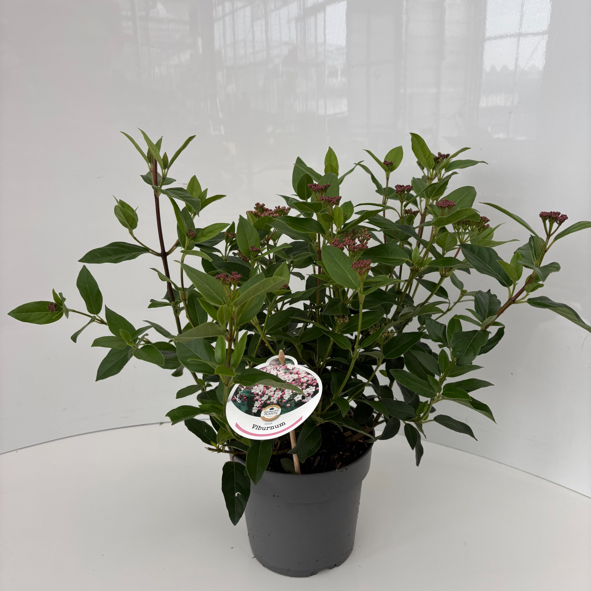 Viburnum tinus, D 17 cm