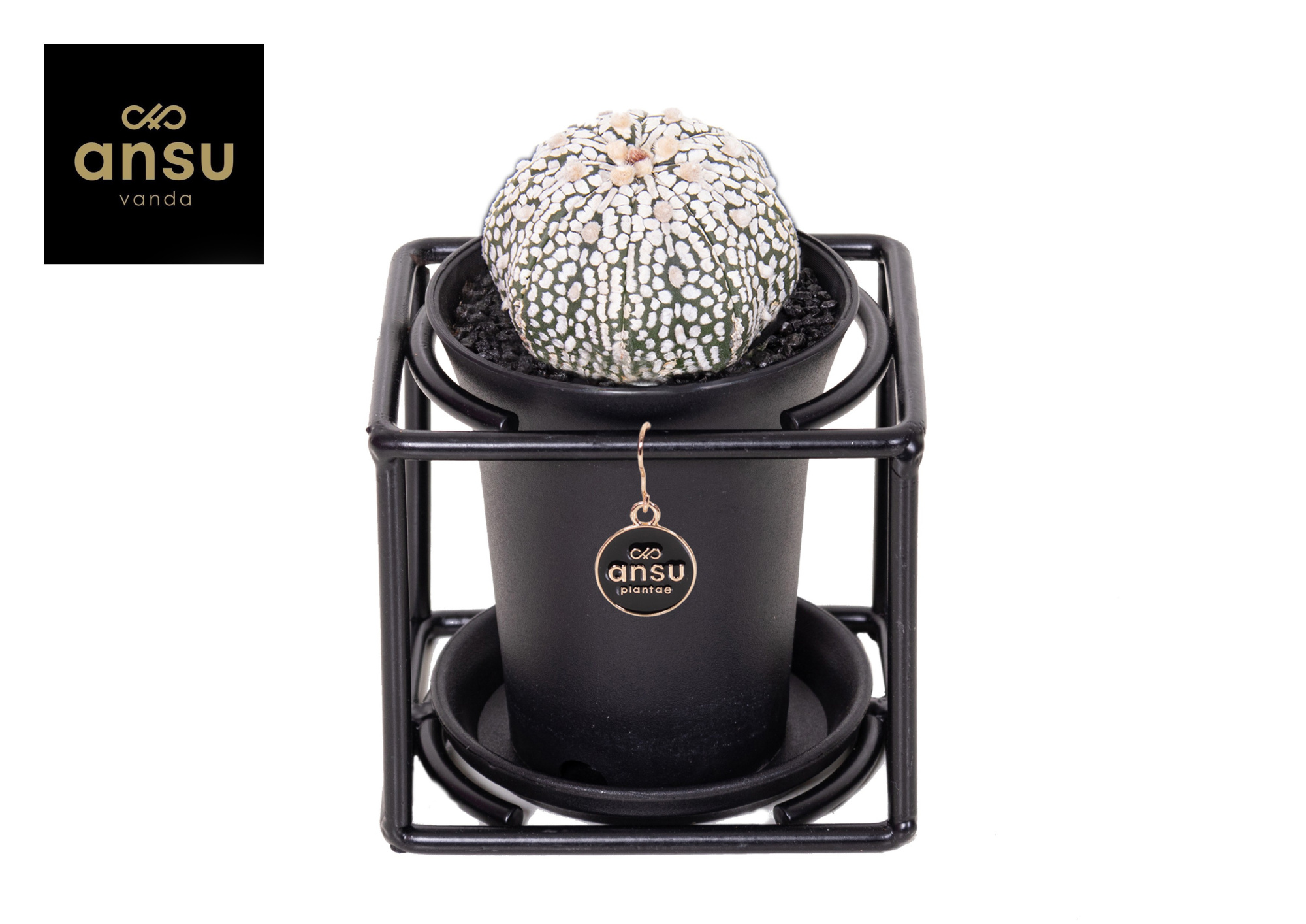 Astrophytum Asterias Super Kabuto in design frame, D 10