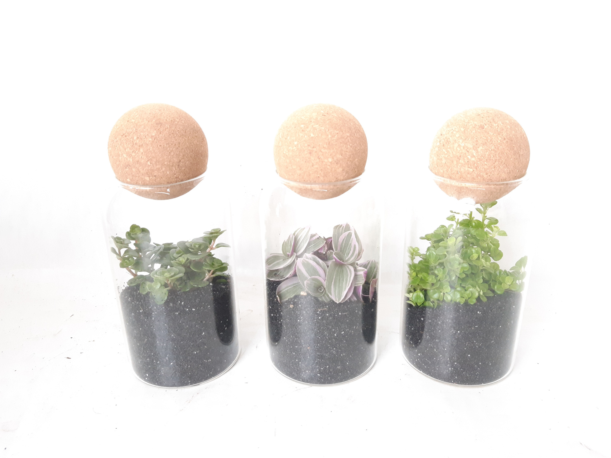 TVKB19 Glasvaasje + kurkbol H19 mini groenmix Black Sand, D 9 cm