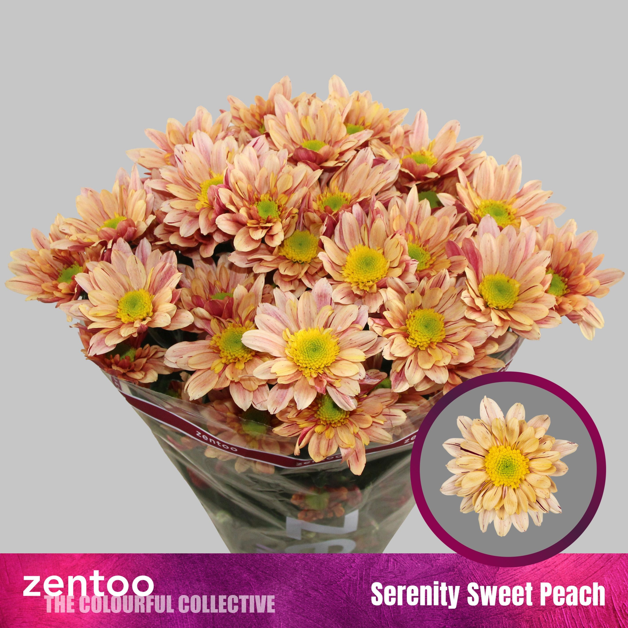 Хризантема куст. Серенити Свит Пич 70, шт.