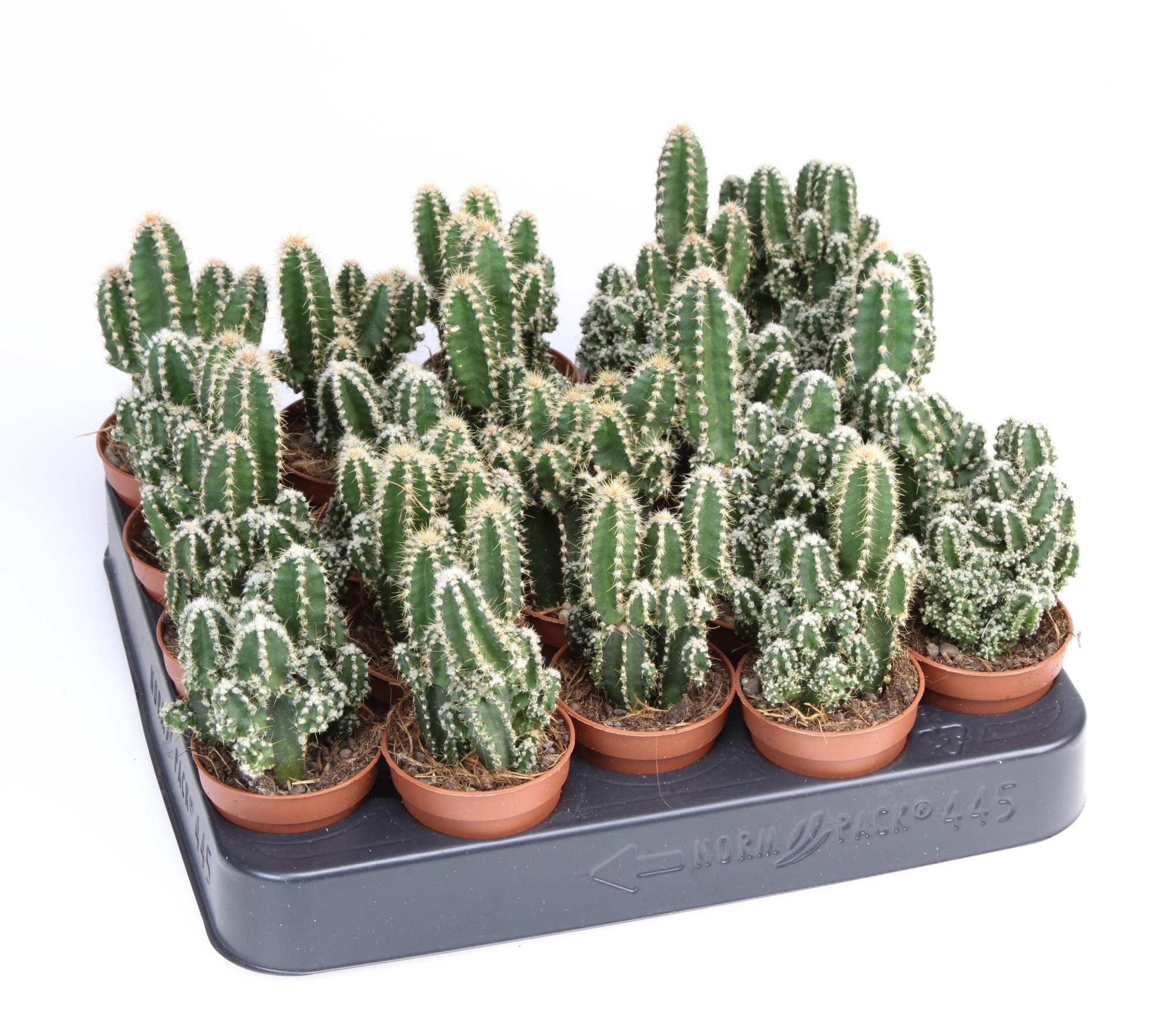 Cereus florida, D 5,5 cm