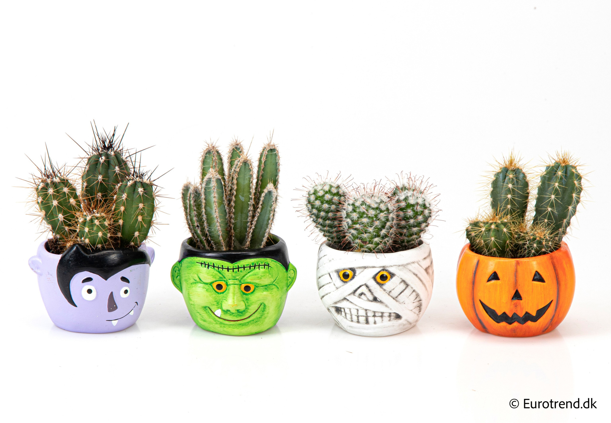 Cactus Mix in Halloween ceramic 2025, D 6 cm