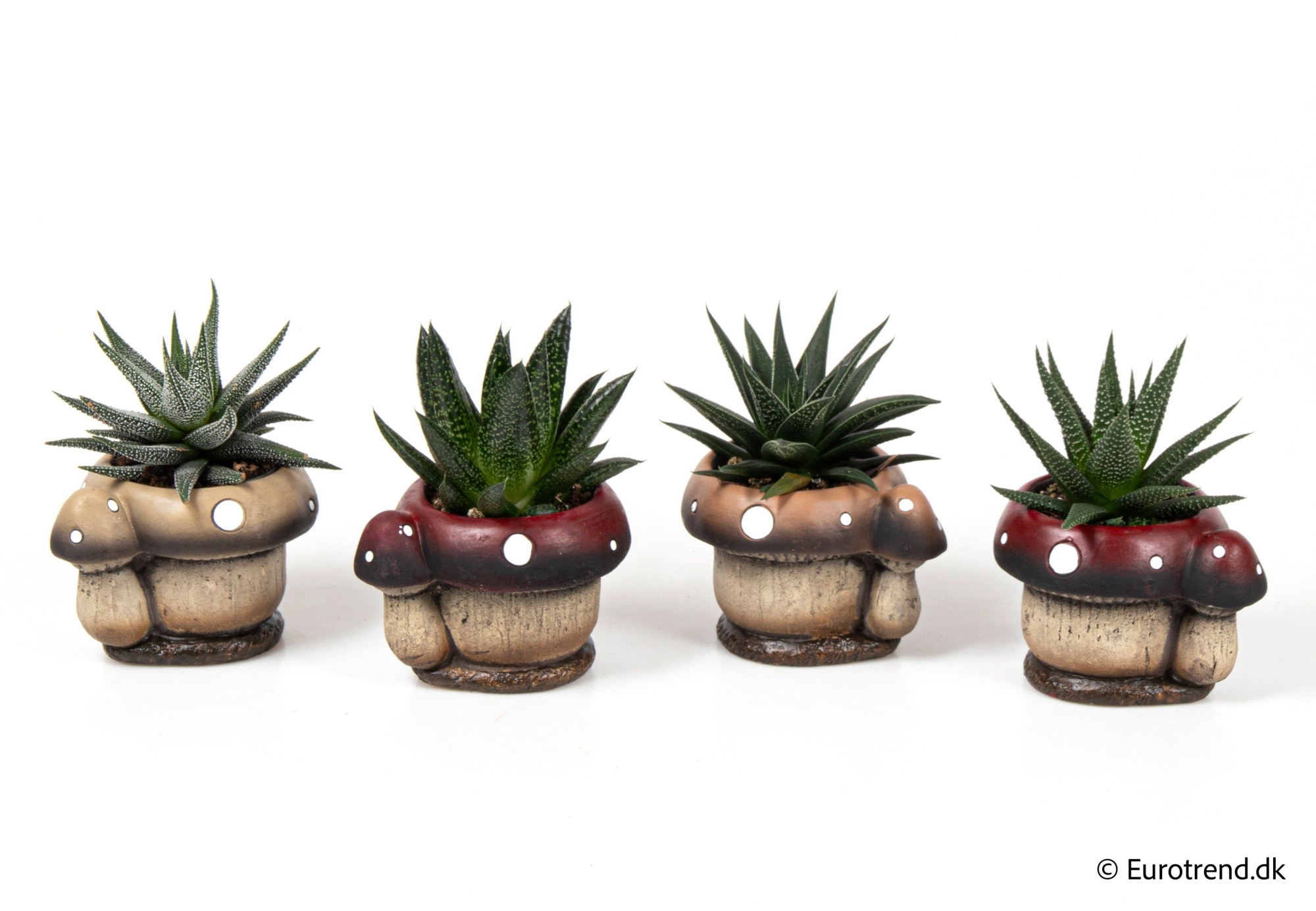 Succulent mix in ceramic - Spring, Summer & Autumn 2025, D 6 cm