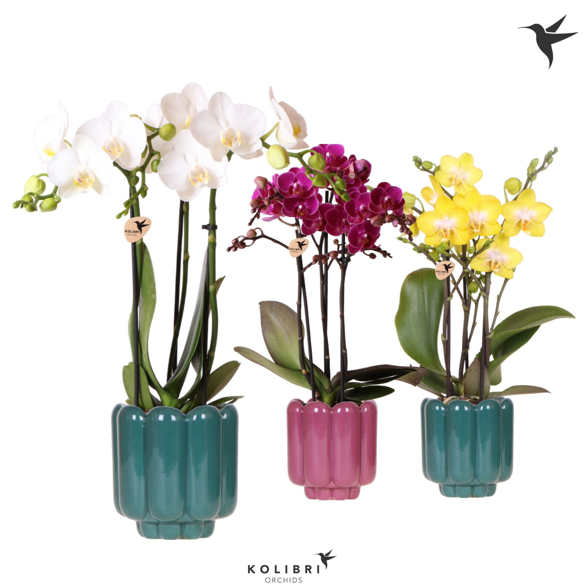 Kolibri Orchids Phalaenopsis mix 3 spike in Retro pot green mix, D 9