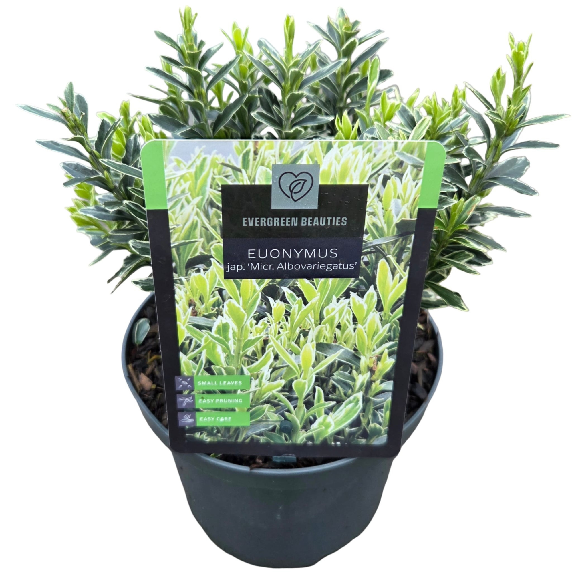 Euonymus jap. 'Micr. Albovariegatus', D 17