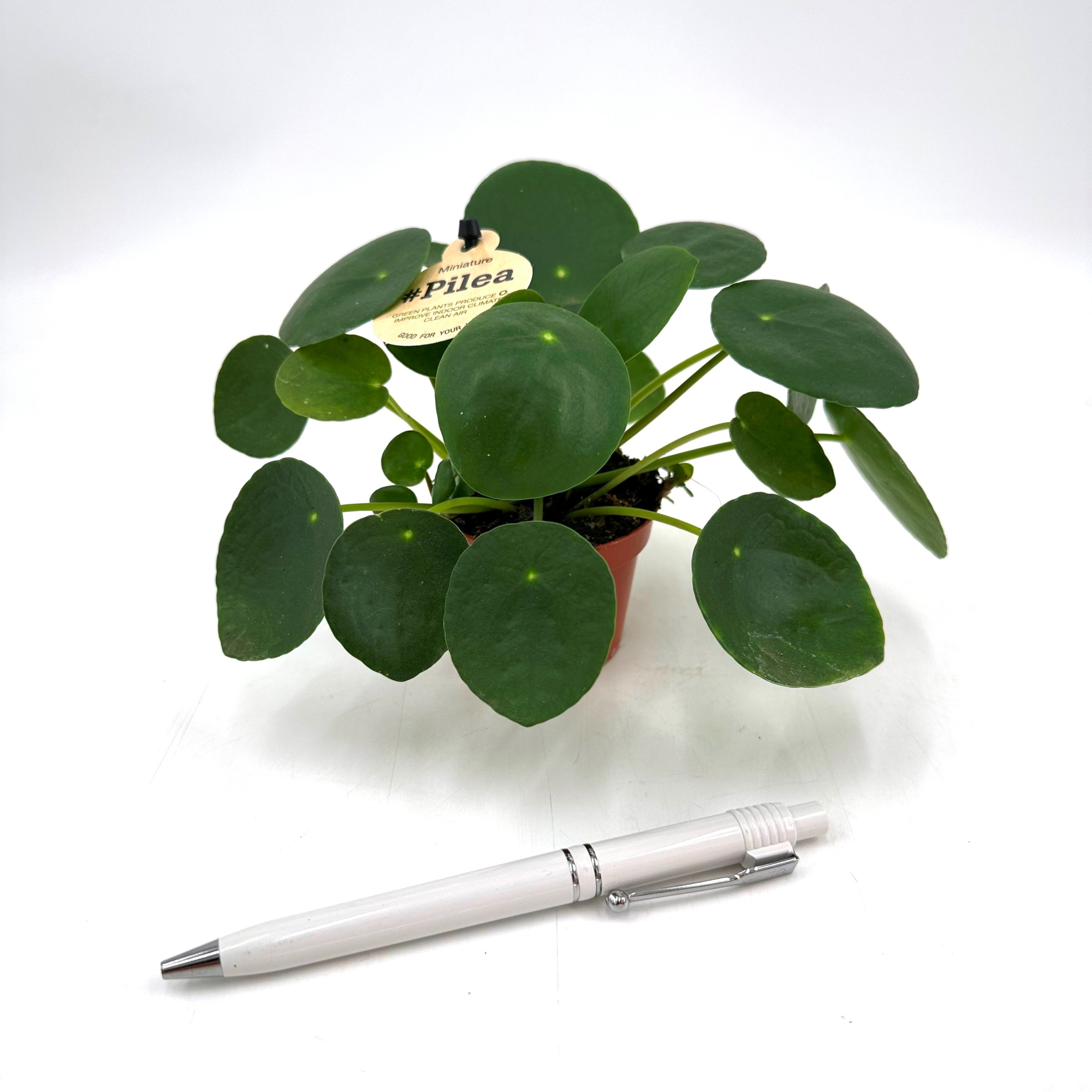 Mini Pilea Peperomioides, D 6 cm