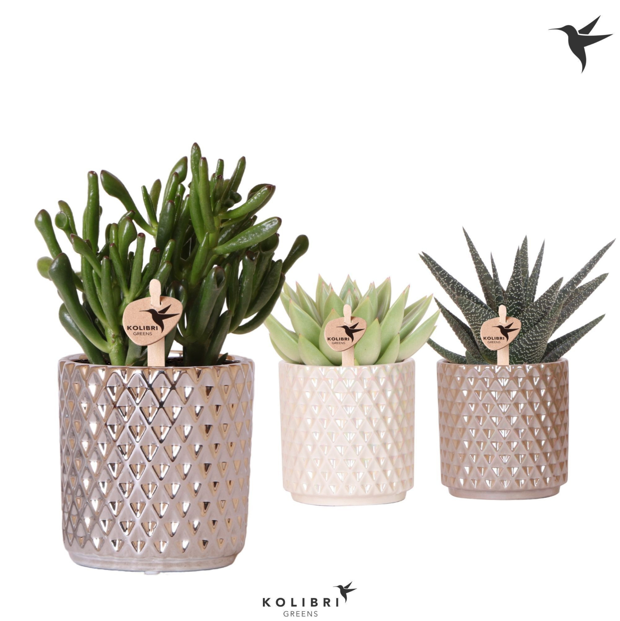 Kolibri Greens Succulenten mix in Diamond pot pearl mix, D 9 cm