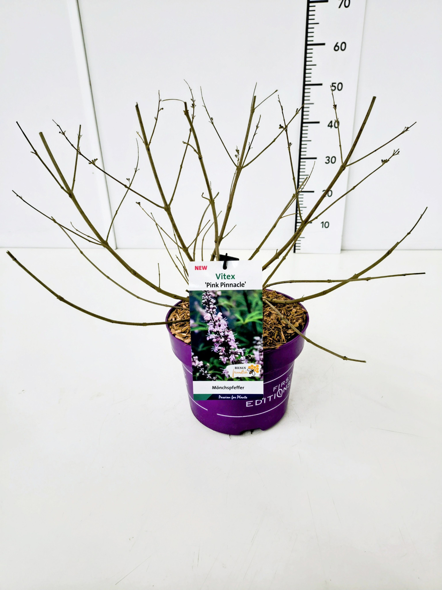 Vitex a.c. 'Pink Pinnacle' C5, D 23