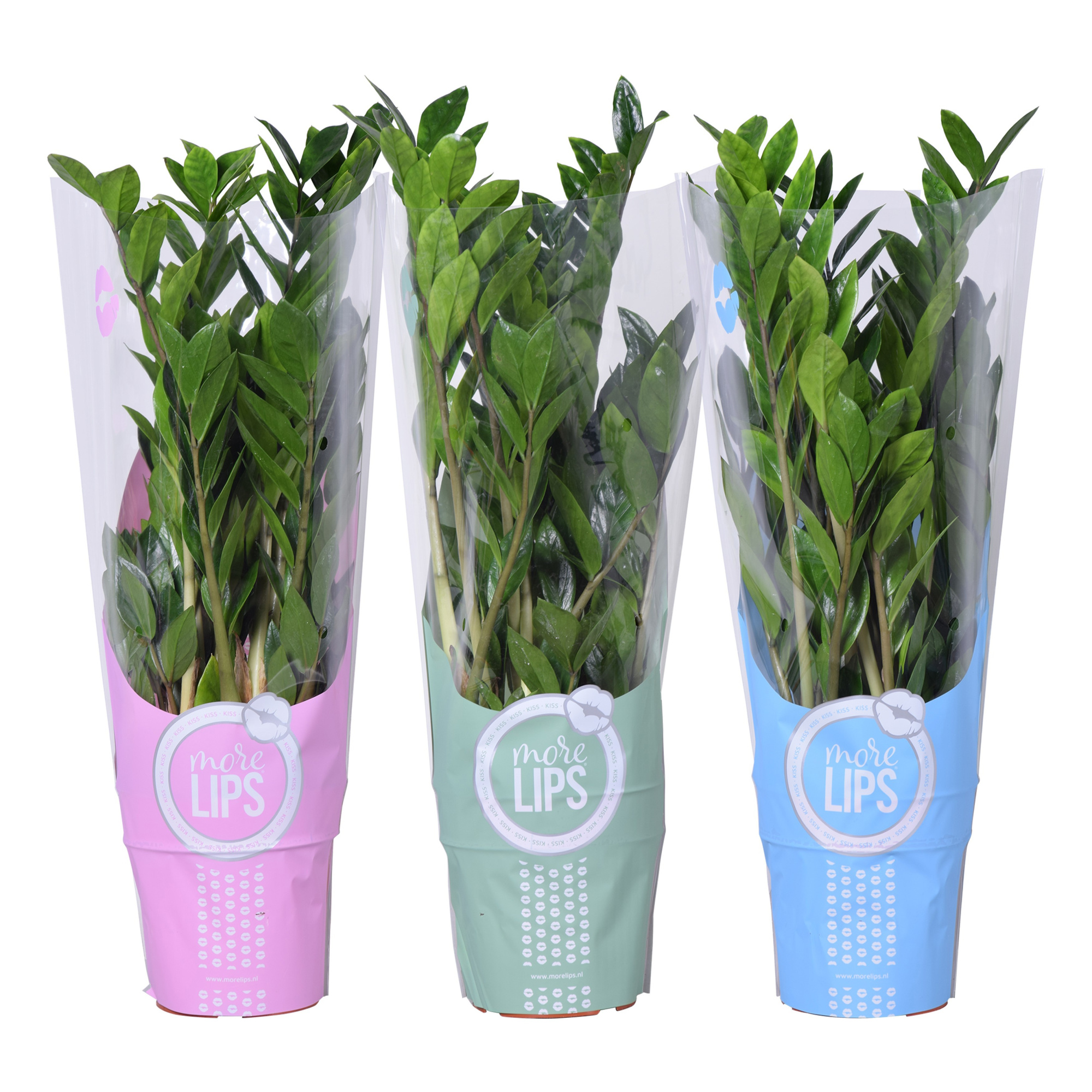 Zamioculcas 60cm 8+ veren in MoreLIPS® hoes, D 17 cm