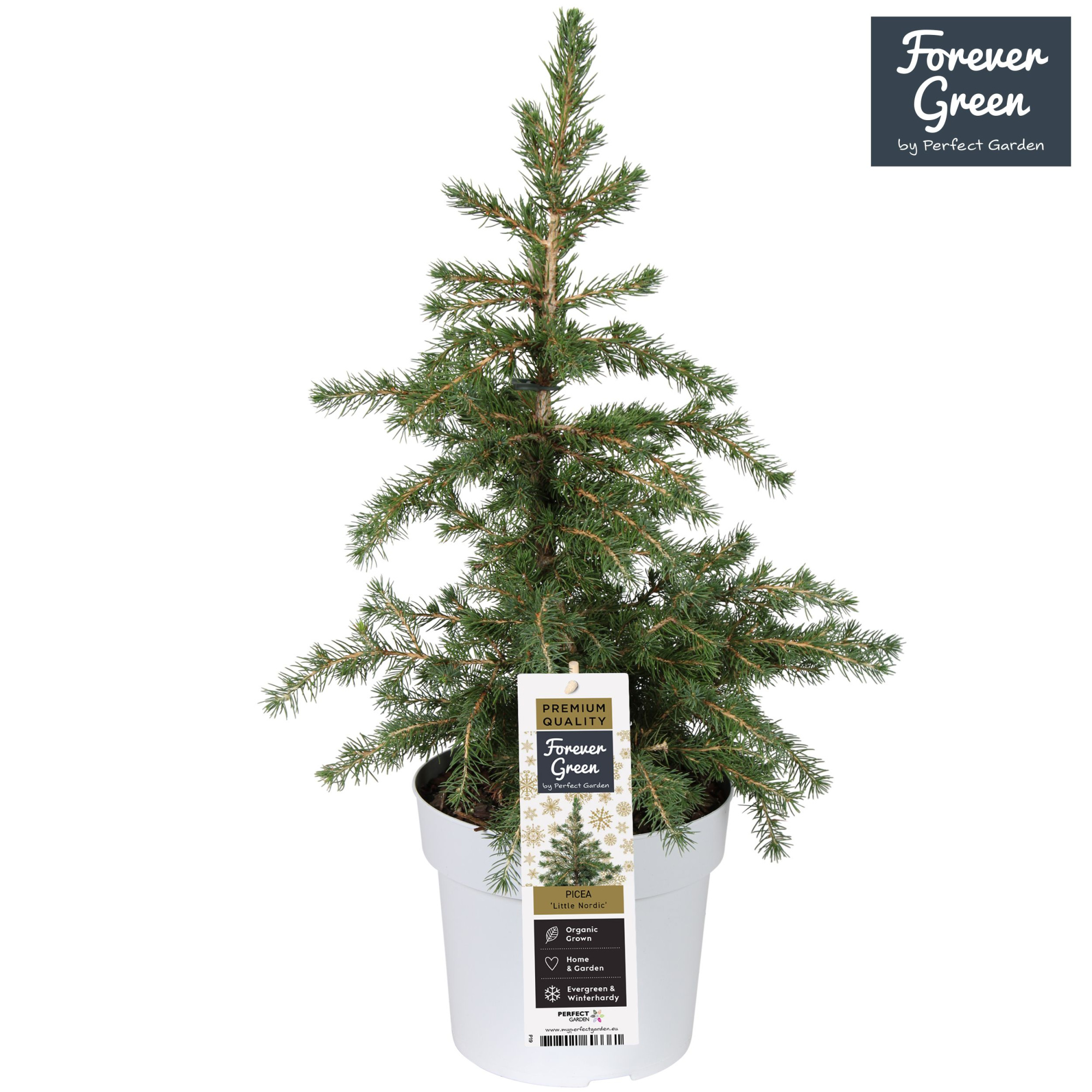 Picea glauca 'Little Nordic' P19 Bio - (Conica familie), D 19 cm