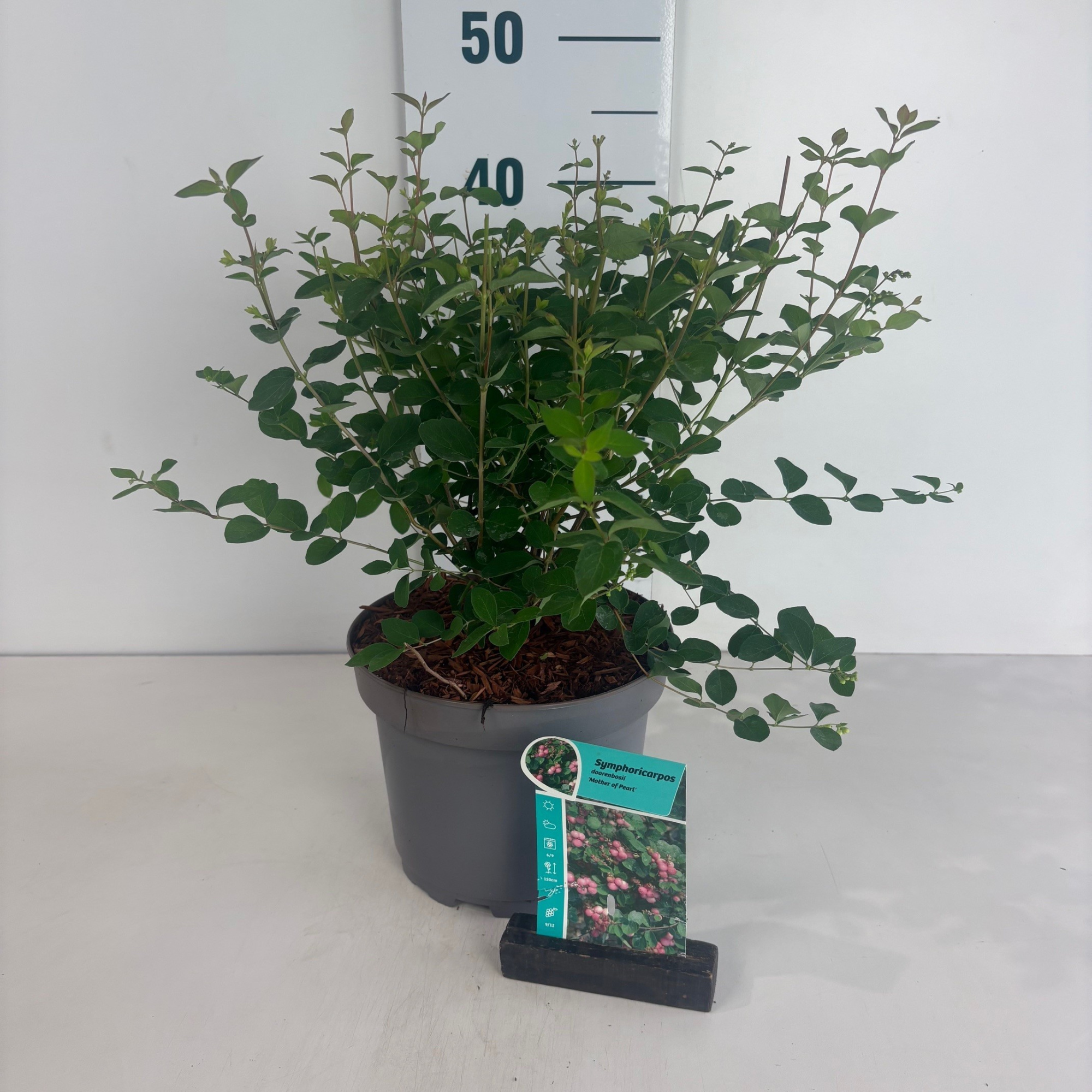 Symphoricarpos doorenbosii Mother of pearl, D 20 cm