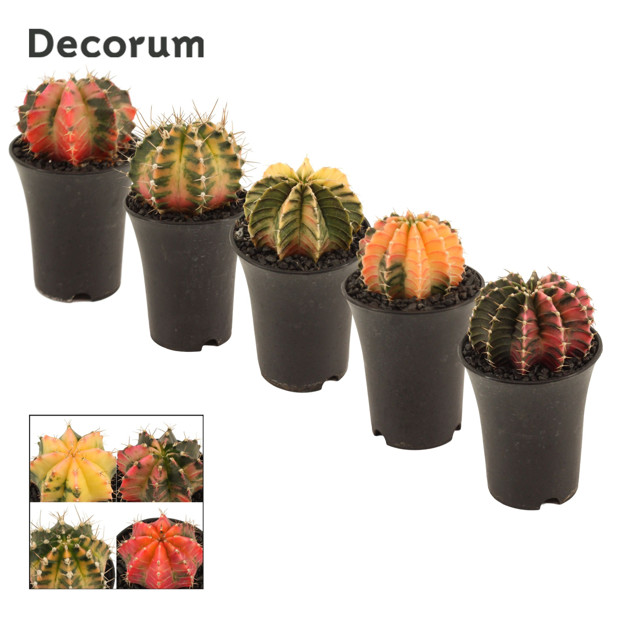 Gymnocalycium cactus variegated mix 7,5 cm (Decorum), D 7,5 cm