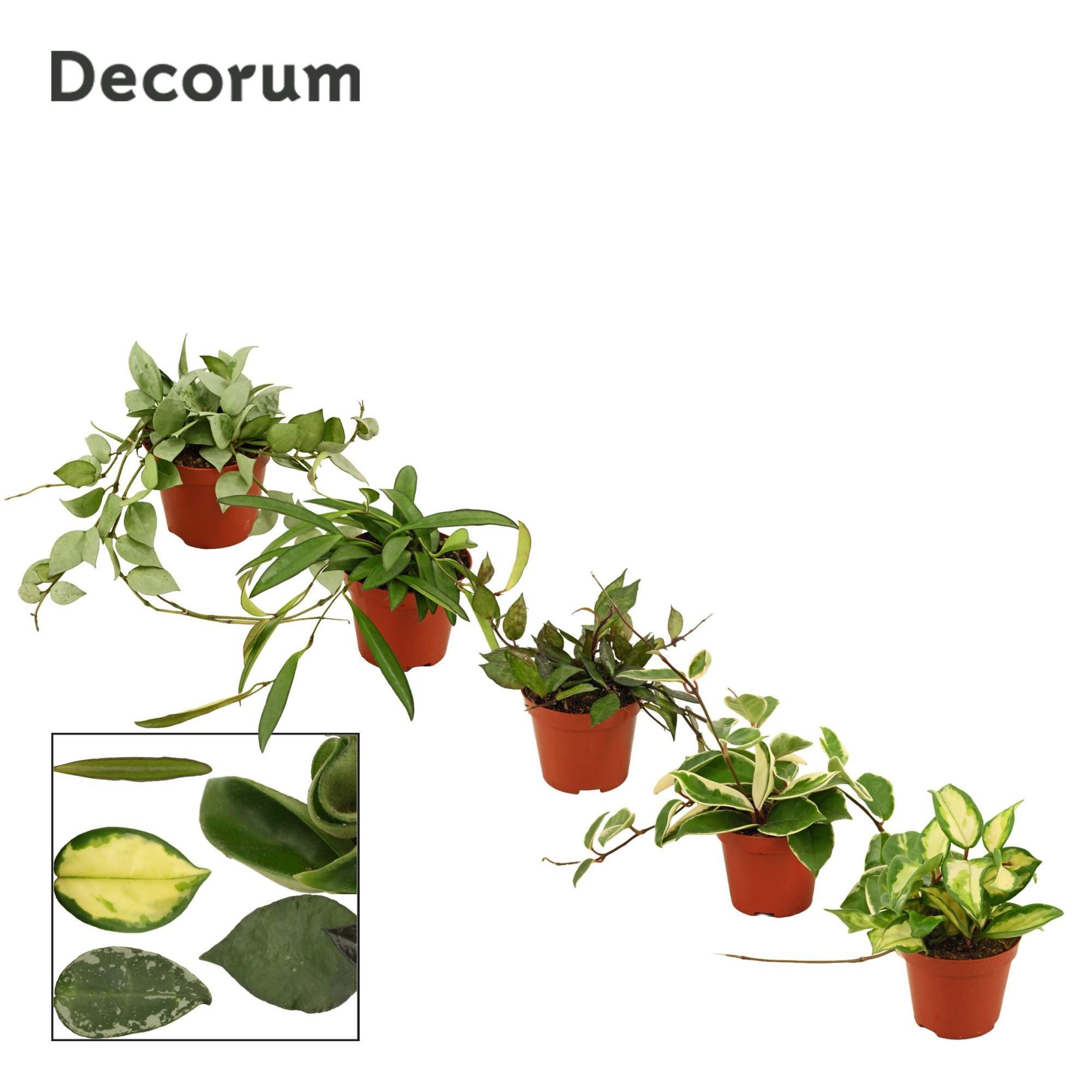 Hoya 9 cm mix (Decorum), D 9 cm