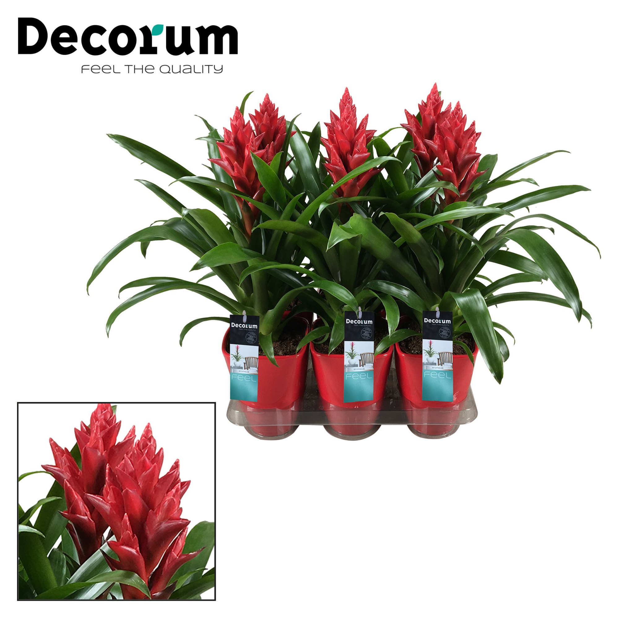 Guzmania Patricia Luxe Keramiek (Decorum), D 14 cm