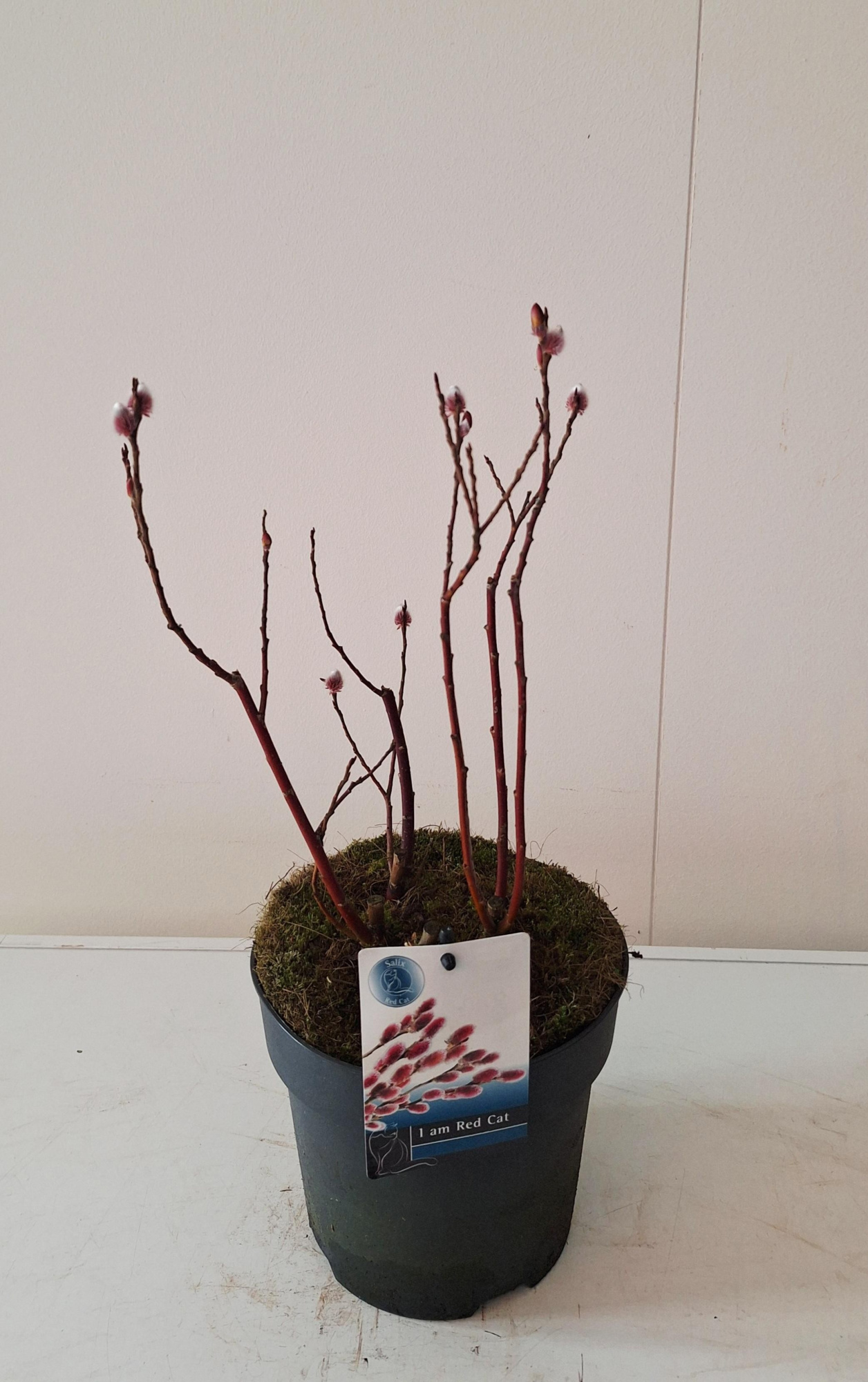 Salix Mount Aso bush p17 potcover, D 17