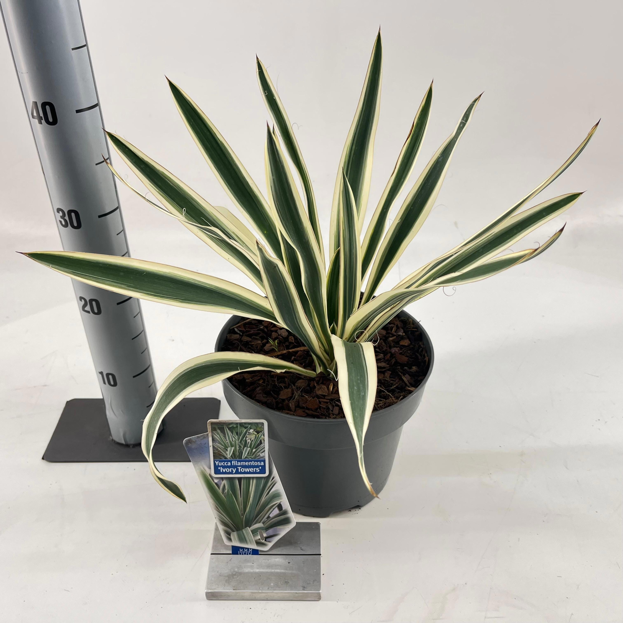 Yucca filamentosa 'Ivory Towers', D 23