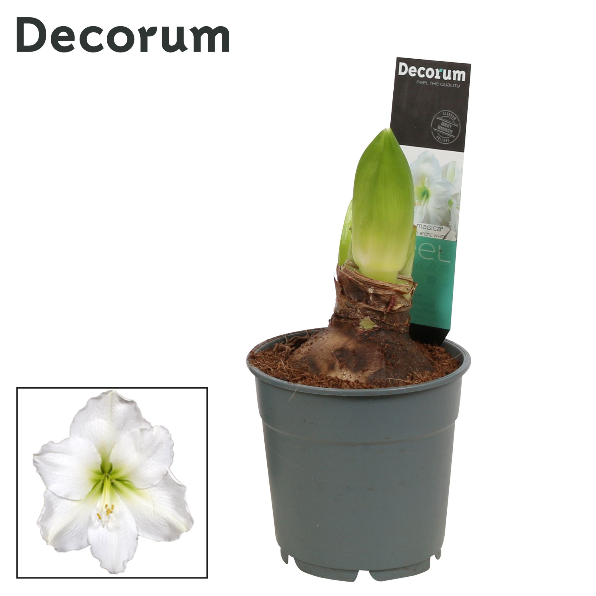 Amaryllis Arctic White 2 knop Extra OP (Decorum), D 12
