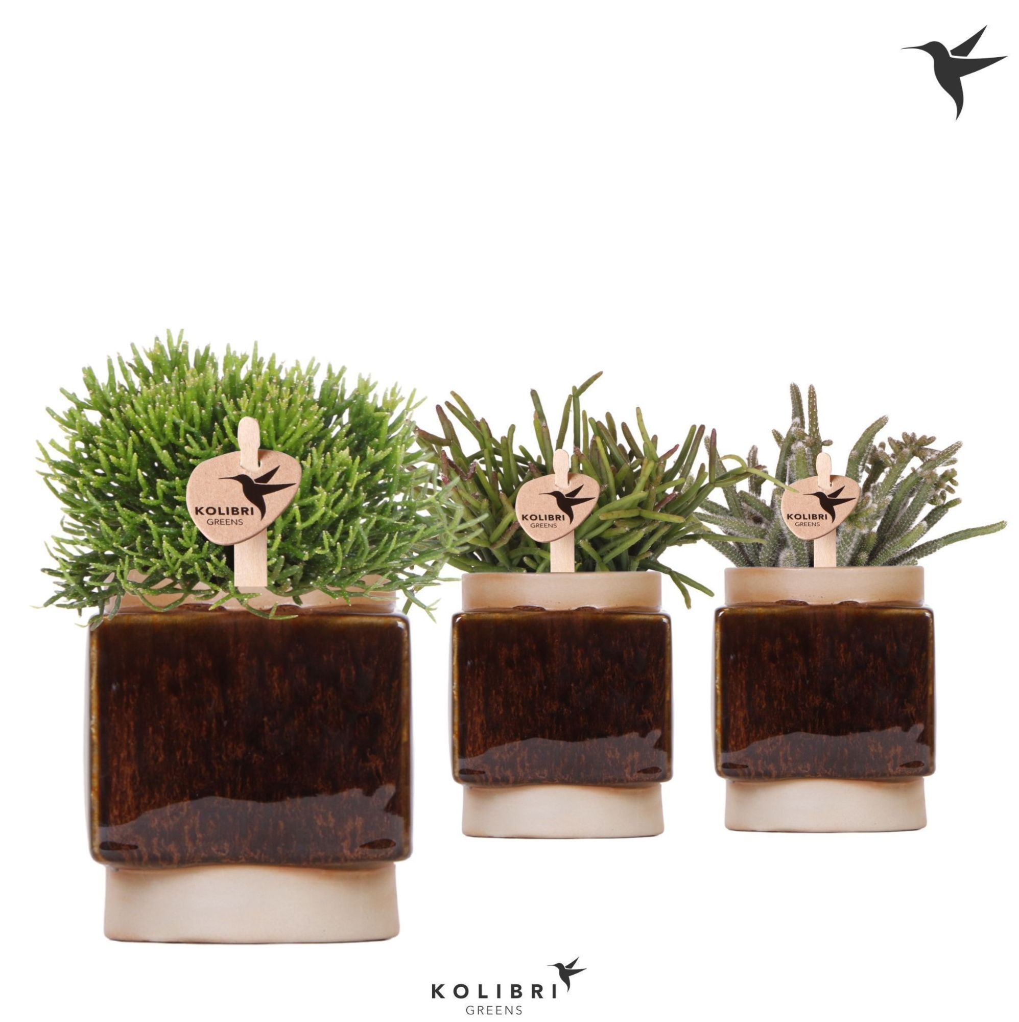 Kolibri Greens Rhipsalis mix in Classy Cube pot, D 6 cm