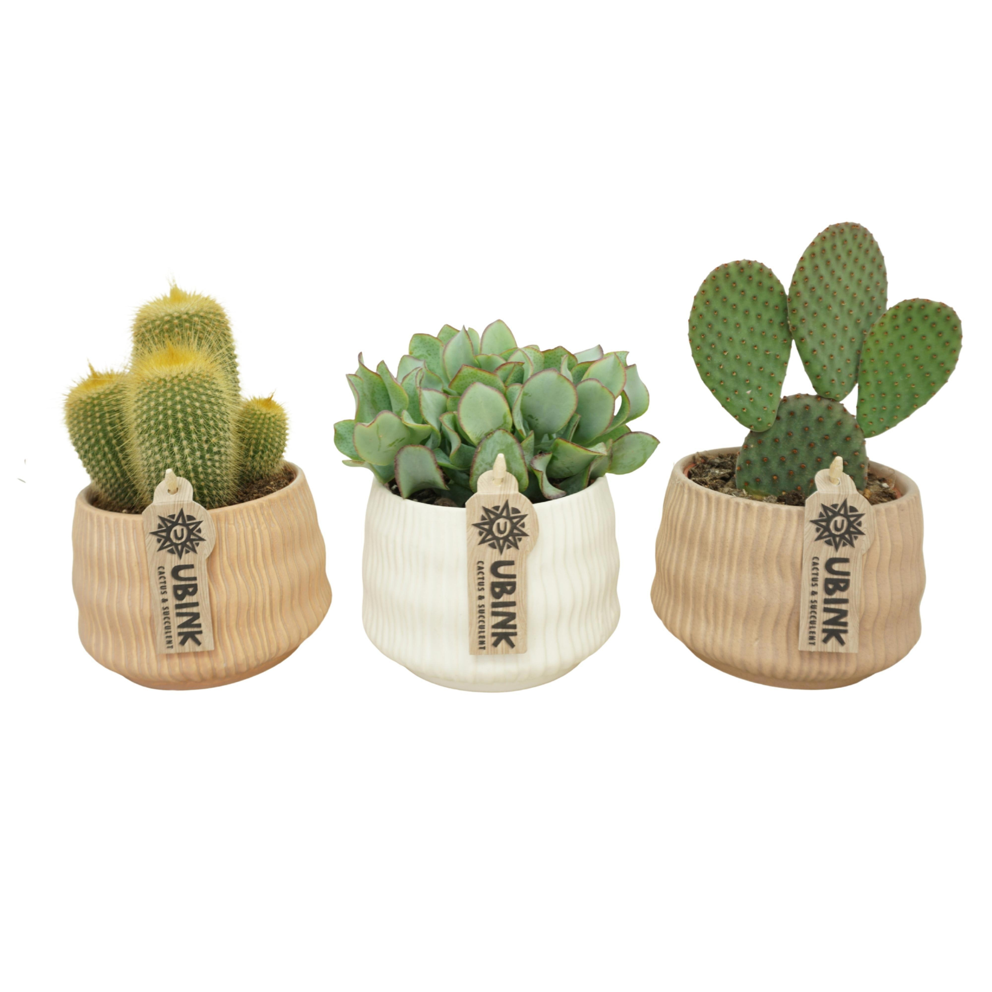 Cactus-Succulent mix in 13 cm 'Es Vedra' keramiek, D 10,5