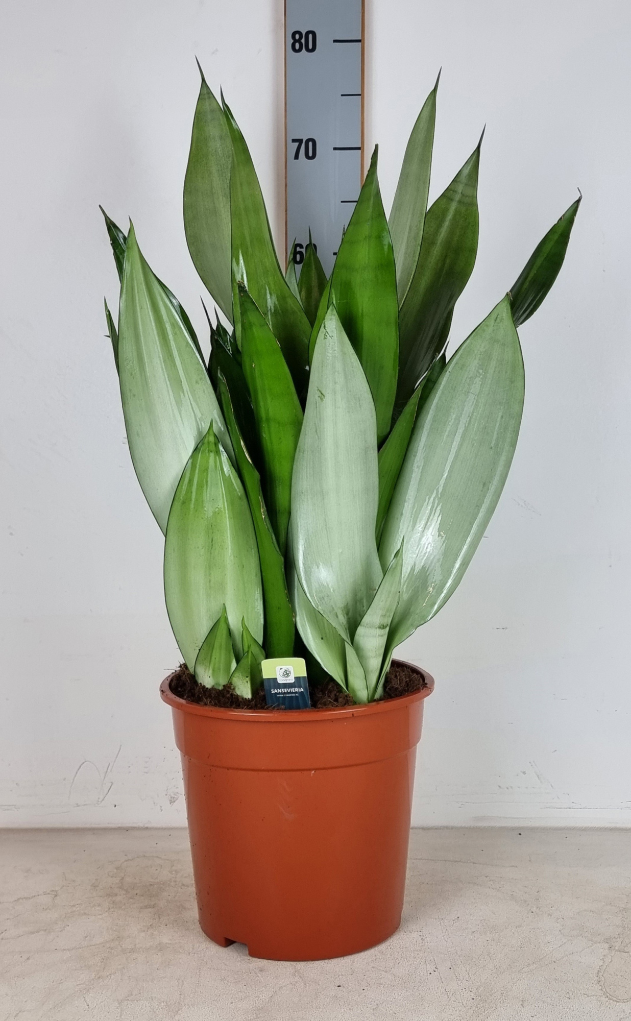 Sansevieria trifasciata Moonshine XL, D 24