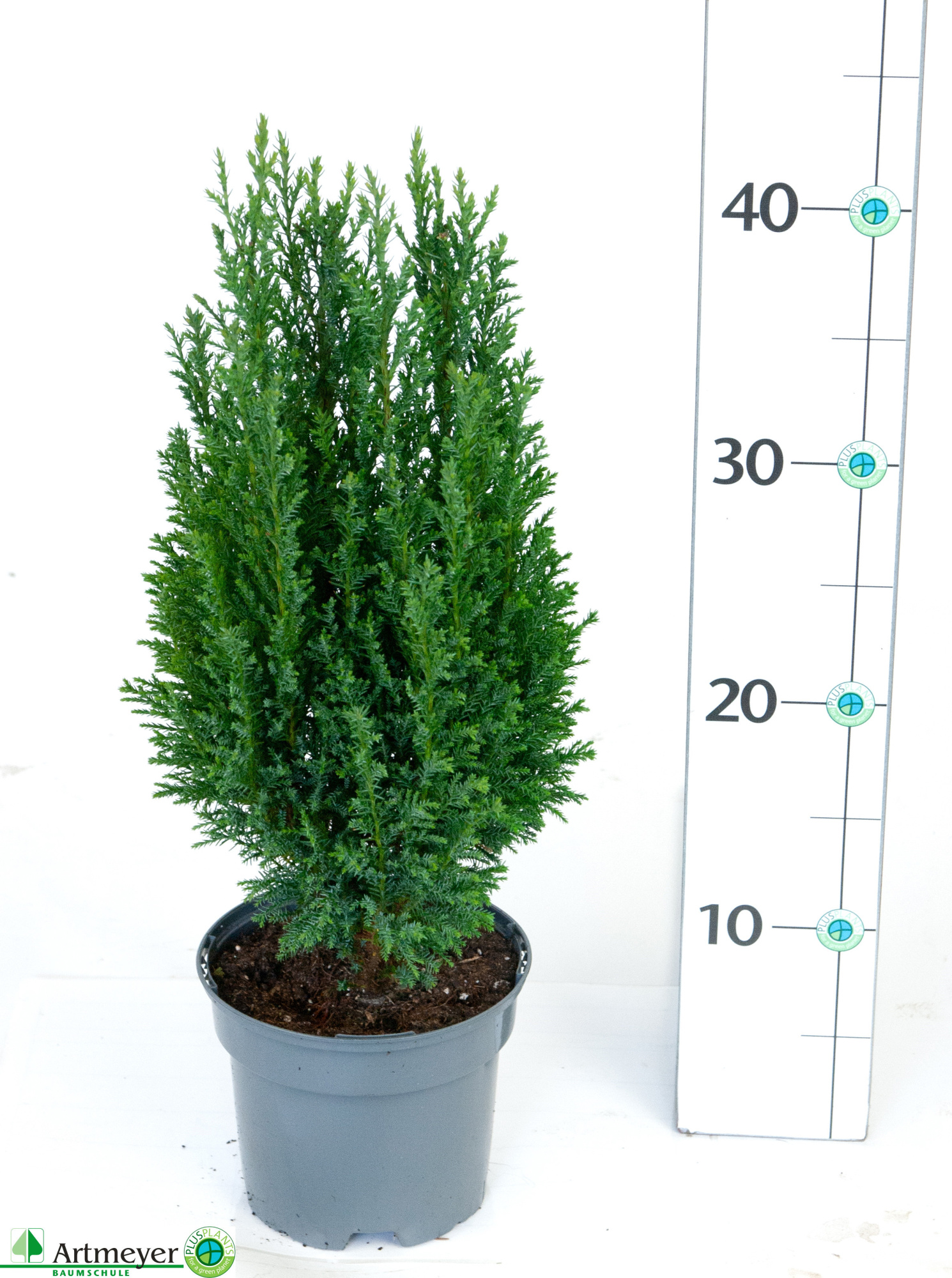 Chamaecyparis laws. 'Ellwoodii' T13, D 13 cm