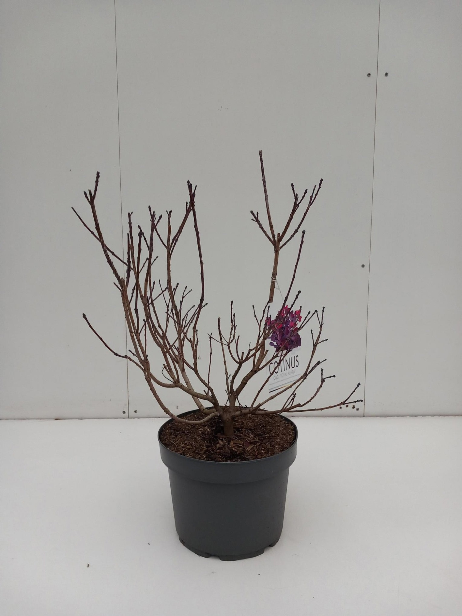 Cotinus coggygria 'Royal purple', D 29