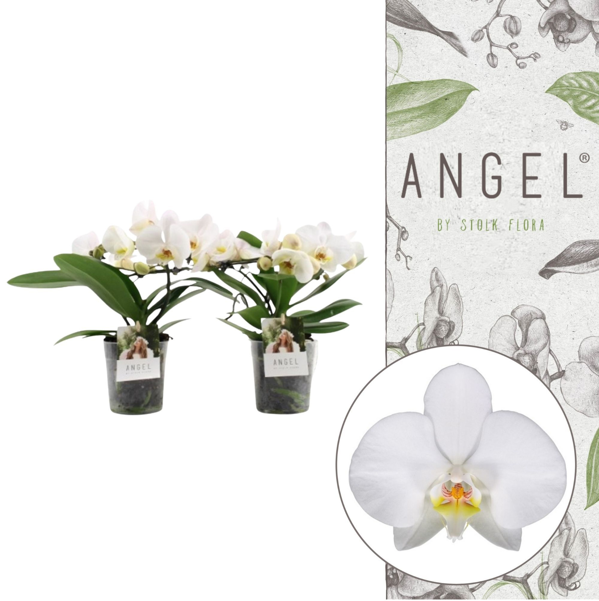 Angel | White | Phalaenopsis 2 spike, D 12