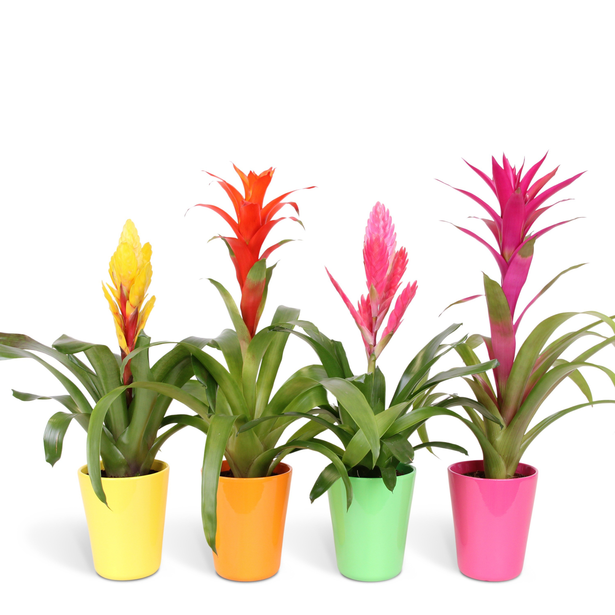 Bromelia Mix - 12cm in Florence, D 13 cm