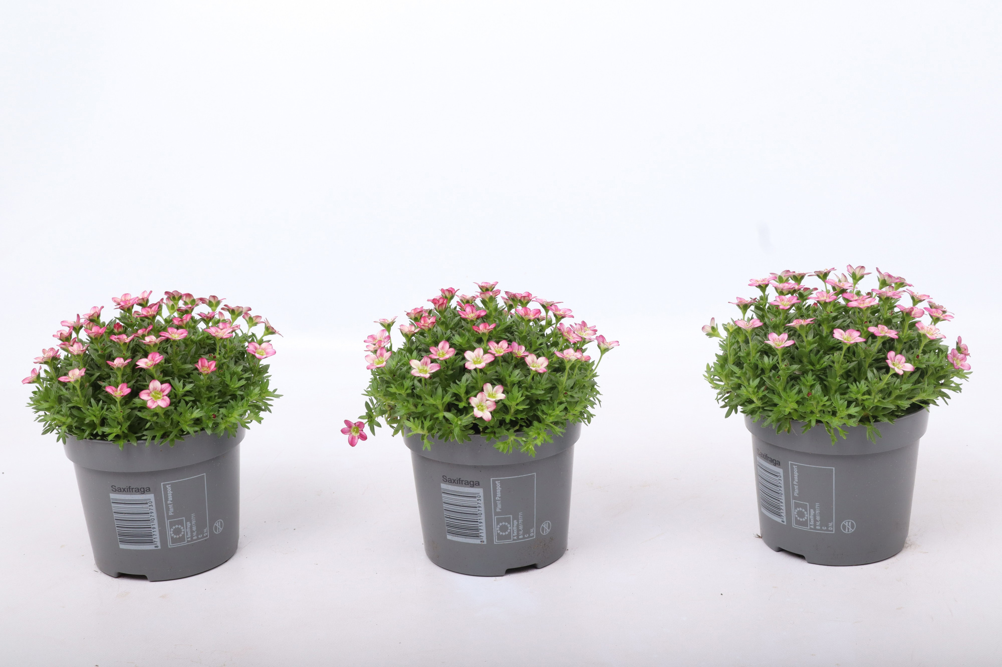 Saxifraga Marto Red, D 12