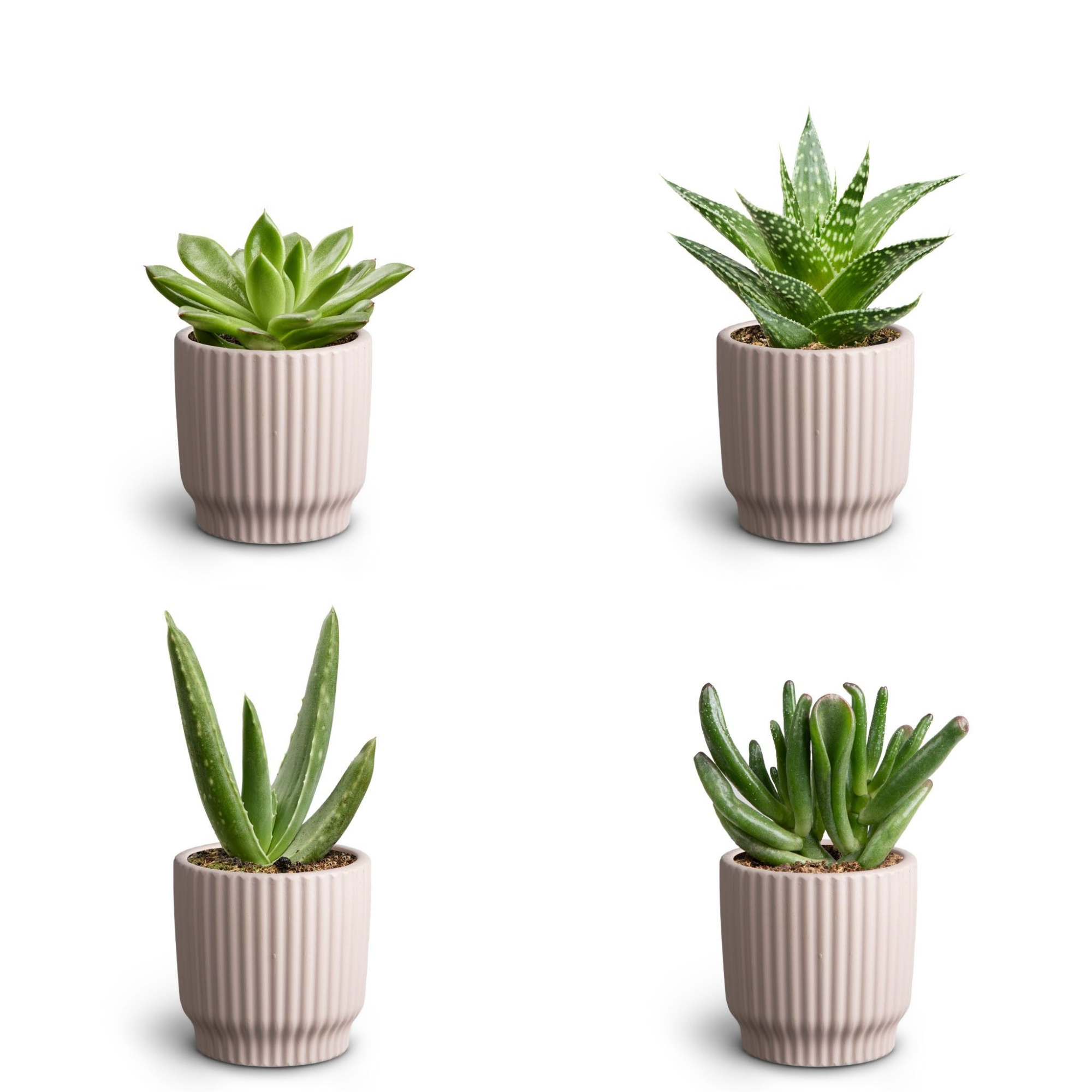 Nordic Lillac, Succulent Collection, D 7 cm