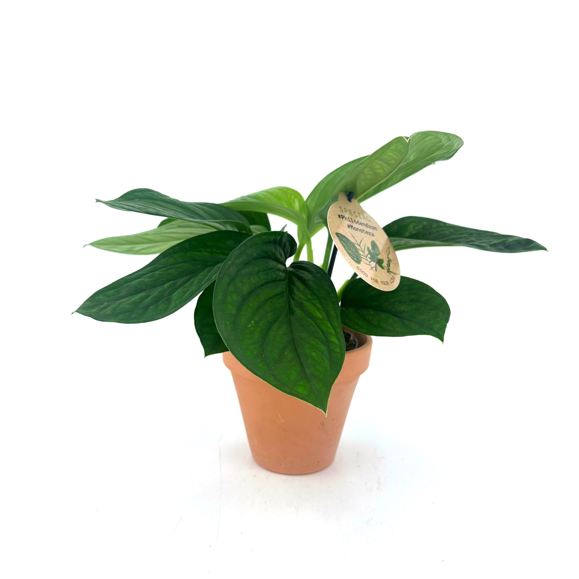 Monstera "Pinnatipartita" w/claypot, D 13 cm