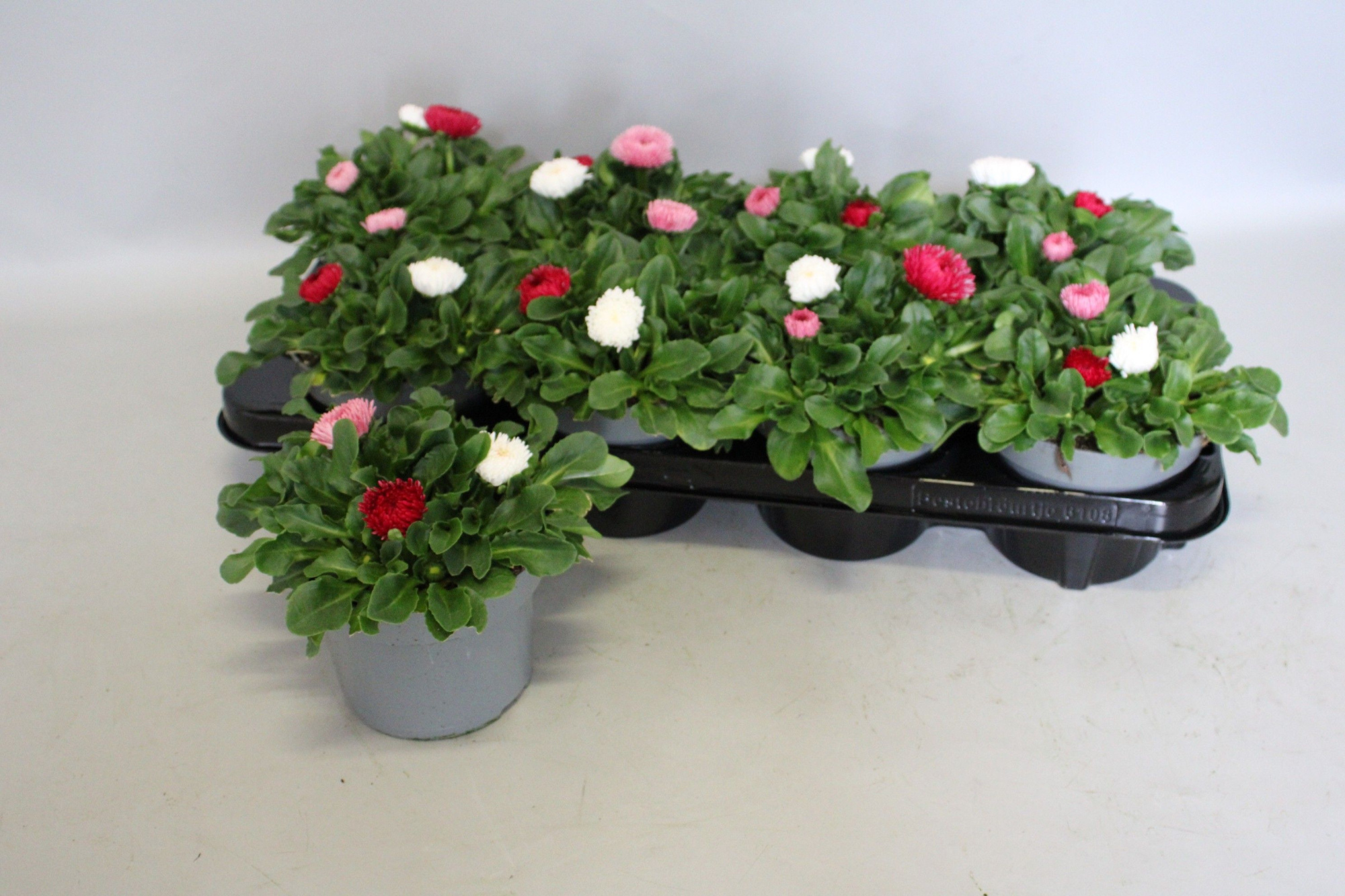 Bellis Bam Bam Trios 13cm, D 13