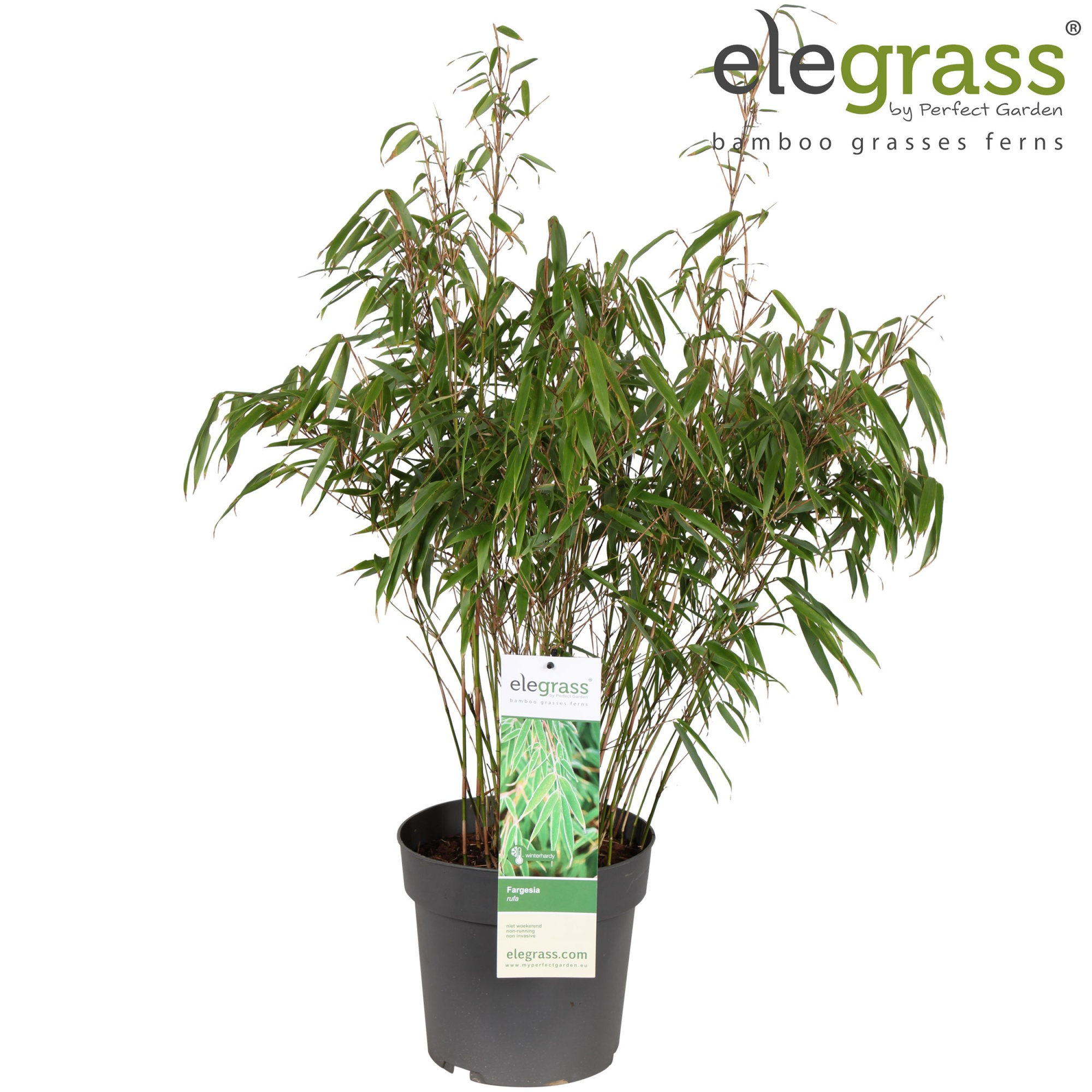 Fargesia rufa P23, D 23