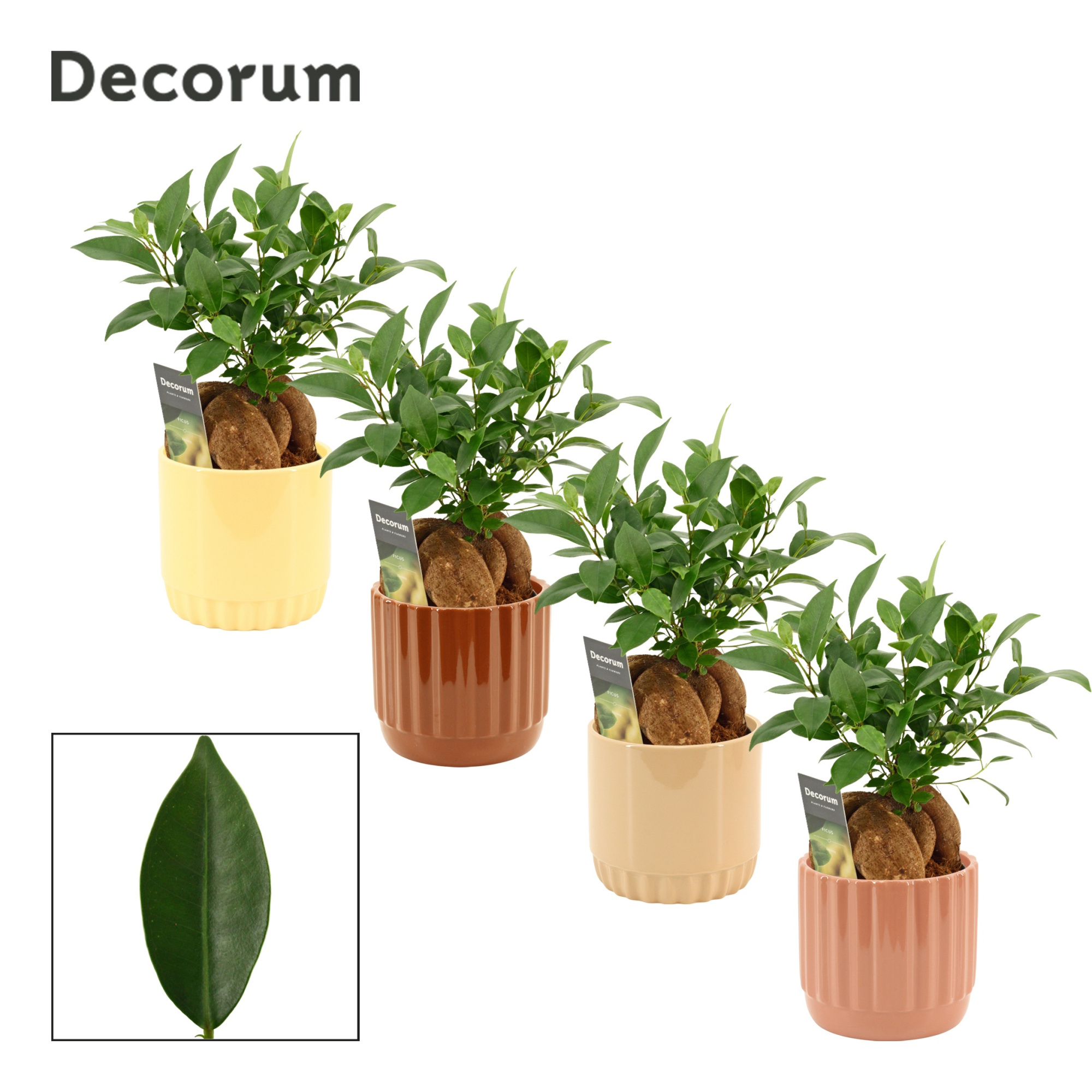 Ficus Ginseng 12 cm Retusa in Liam (Coffee blend-collection), D 12 cm