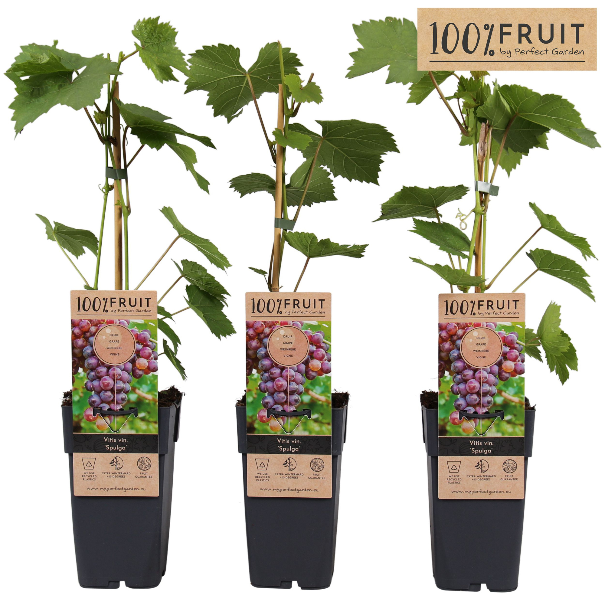 Vitis Spulga P15, D 15 cm