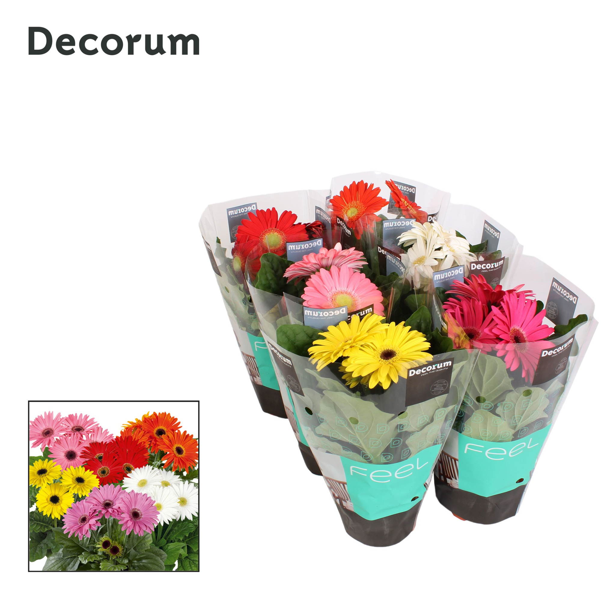 Gerbera 2+ bl. hoes Decorum, D 12 cm