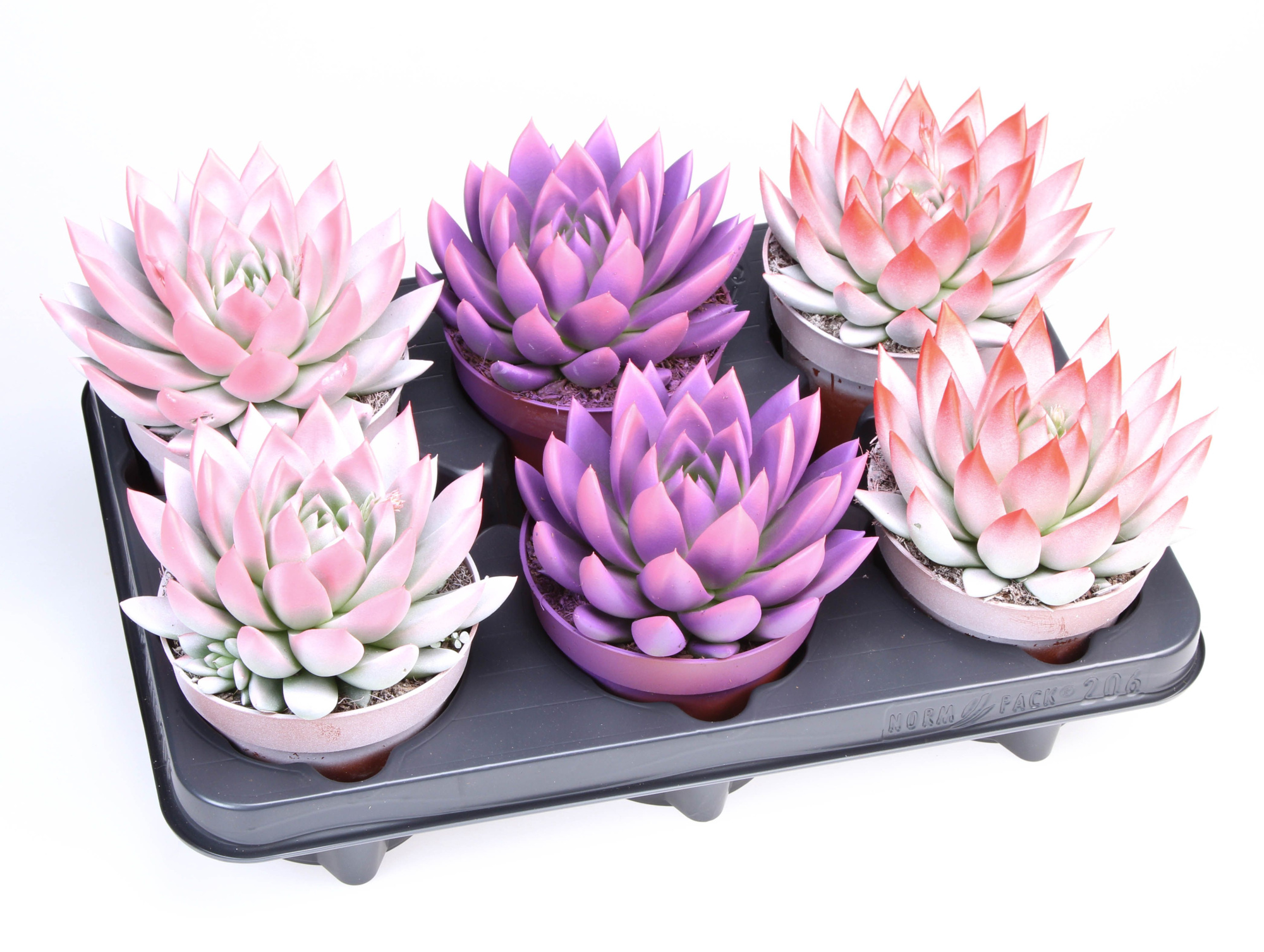 2 Colors love mix, D 12 cm