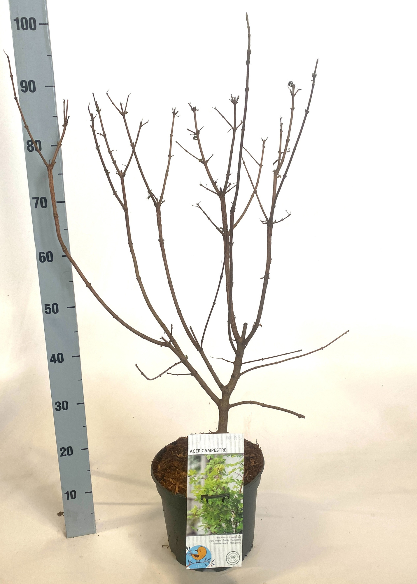 Acer campestre, D 23