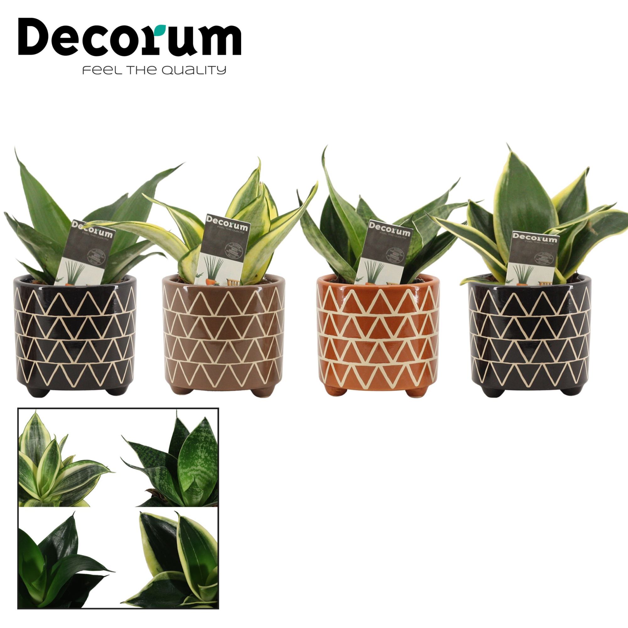 Sansevieria Hahnii 6 cm mix in Fee (Stone Touch-collection), D 6 cm