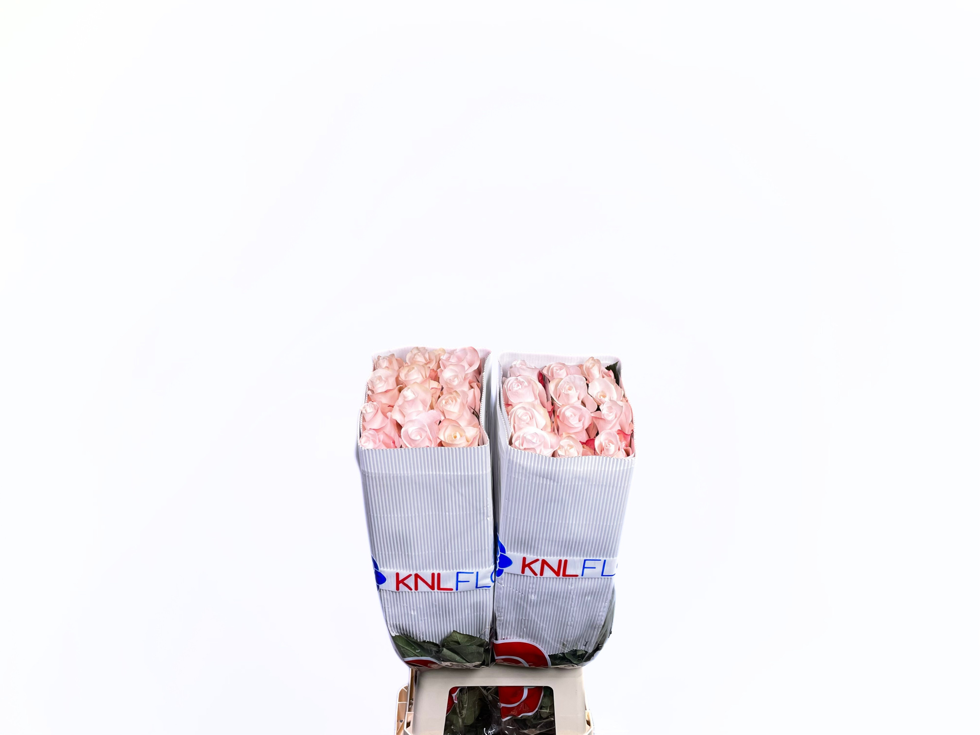 Роза од. Помароса 70, шт.