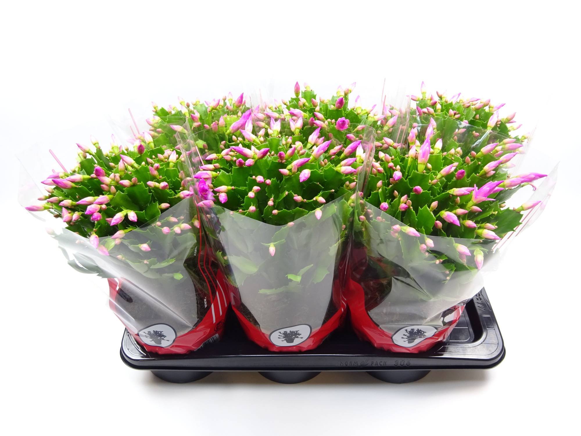 Schlumbergera 17 cm rose, D 17 cm