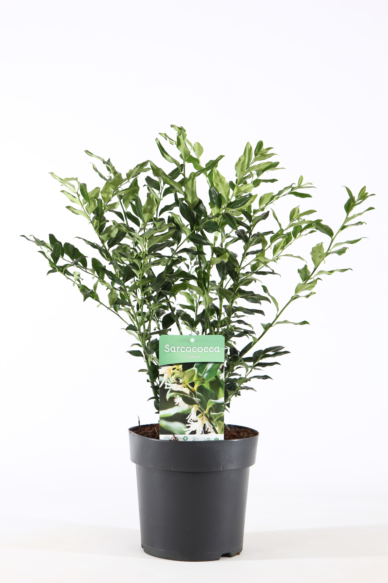 Sarcococca hum. 'Confusa' P21/C4.6, D 21