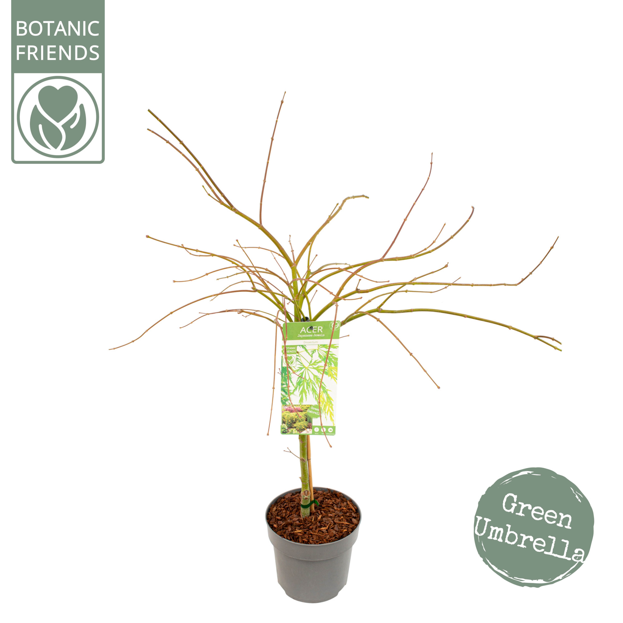 Acer palm. 'Dissectum', D 24