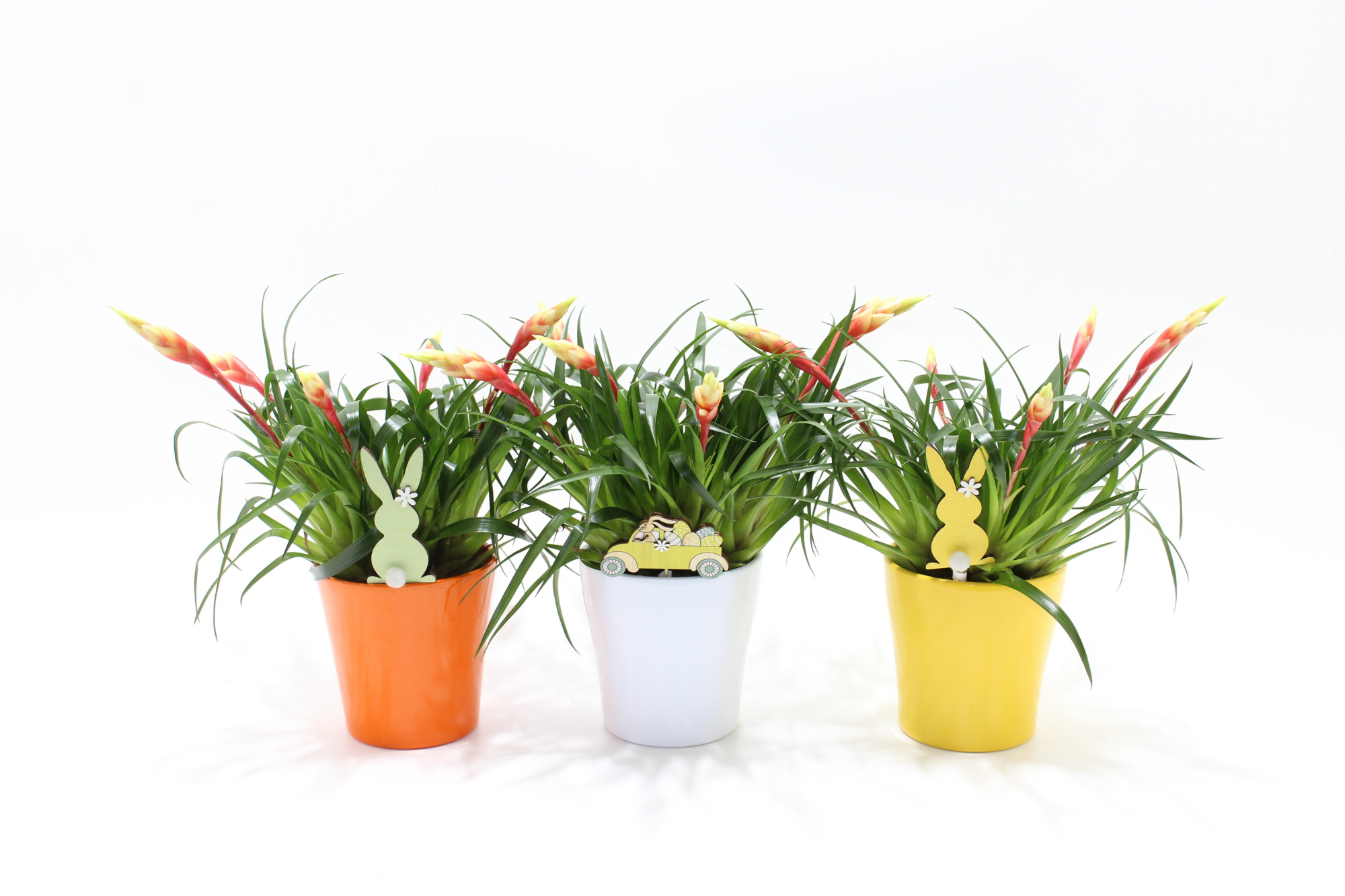 Vriesea Multiflower Shannon Coco en Bijsteker Pasen, D 13