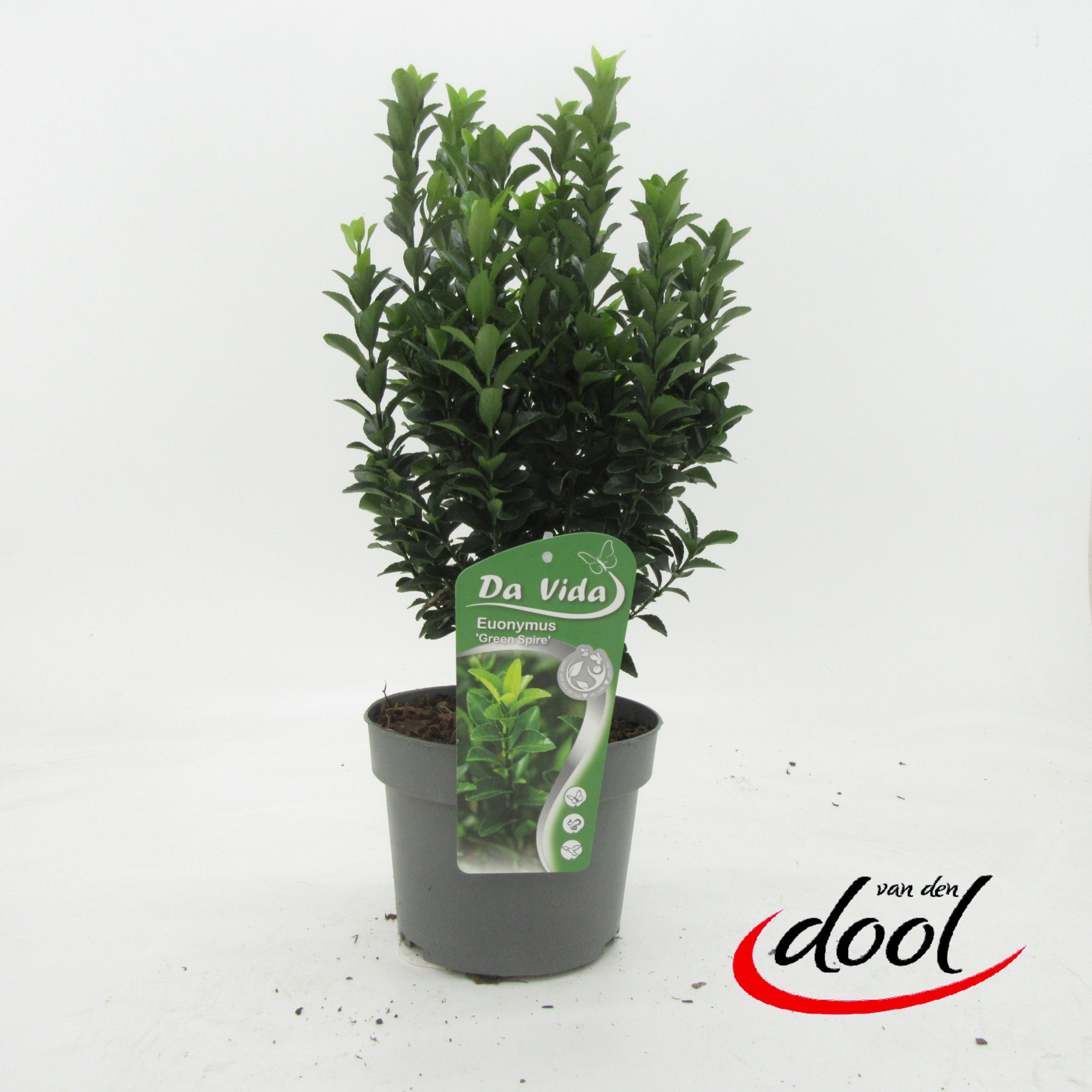 Euonymus Green Spire C3, D 19