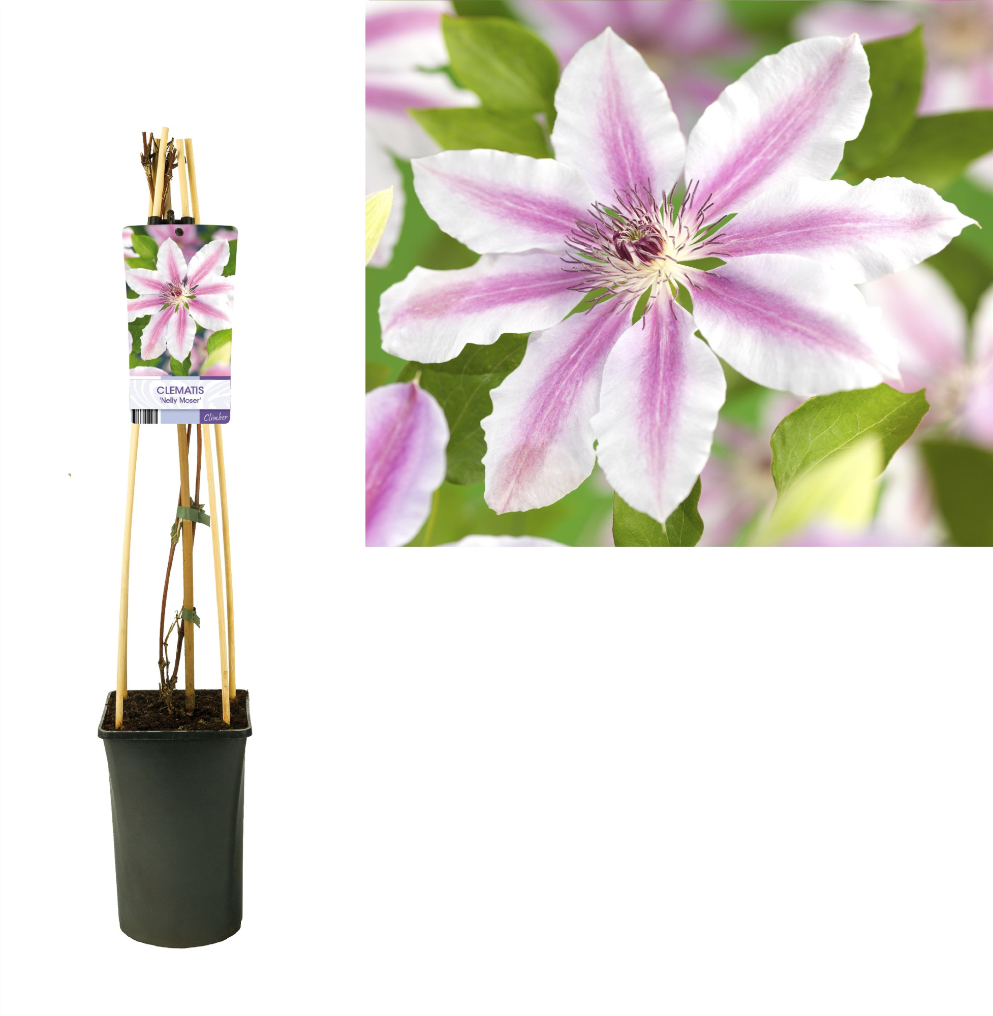 Clematis 'Nelly Moser' +light label, D 17 cm