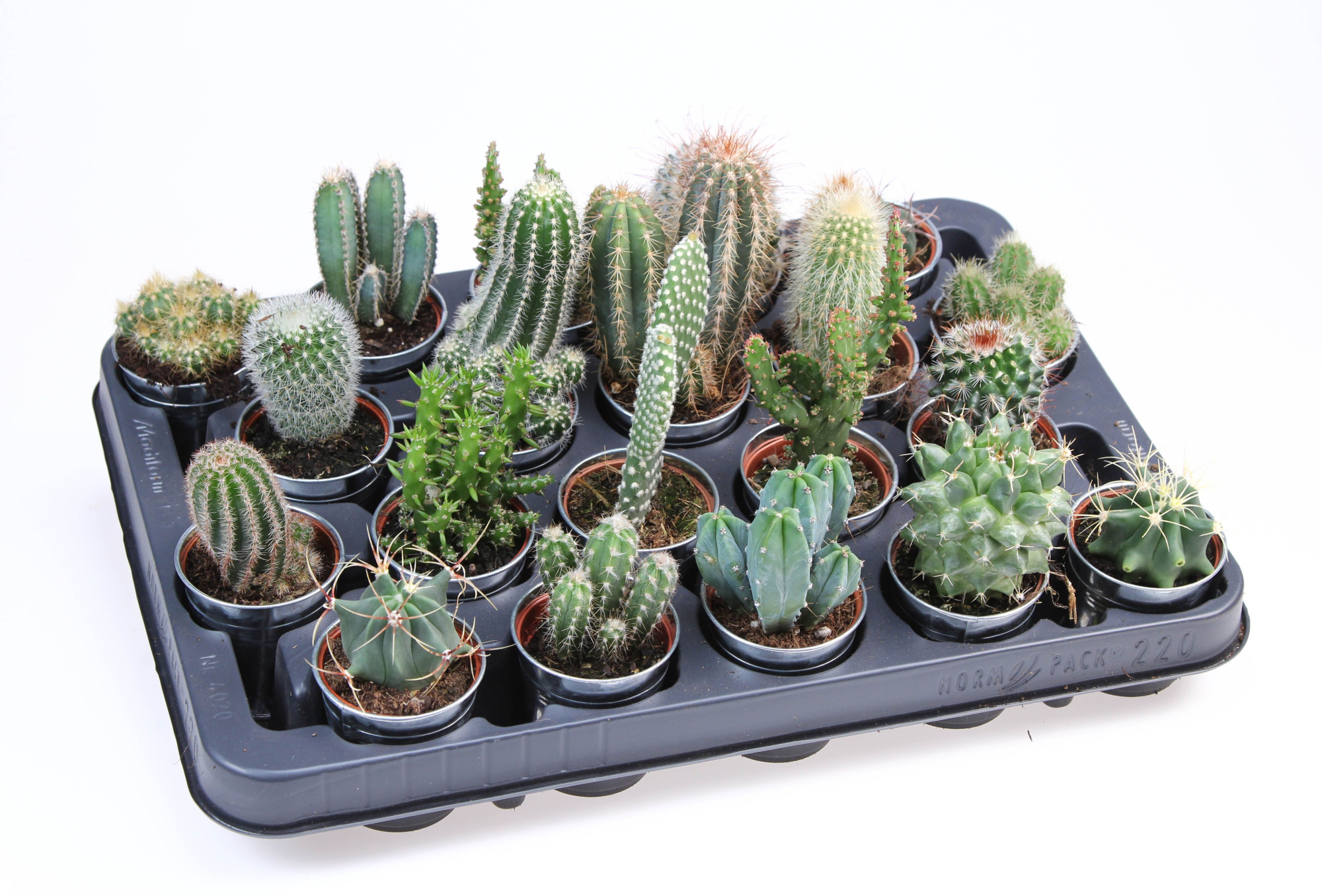 Cactus zinkpot, D 7 cm