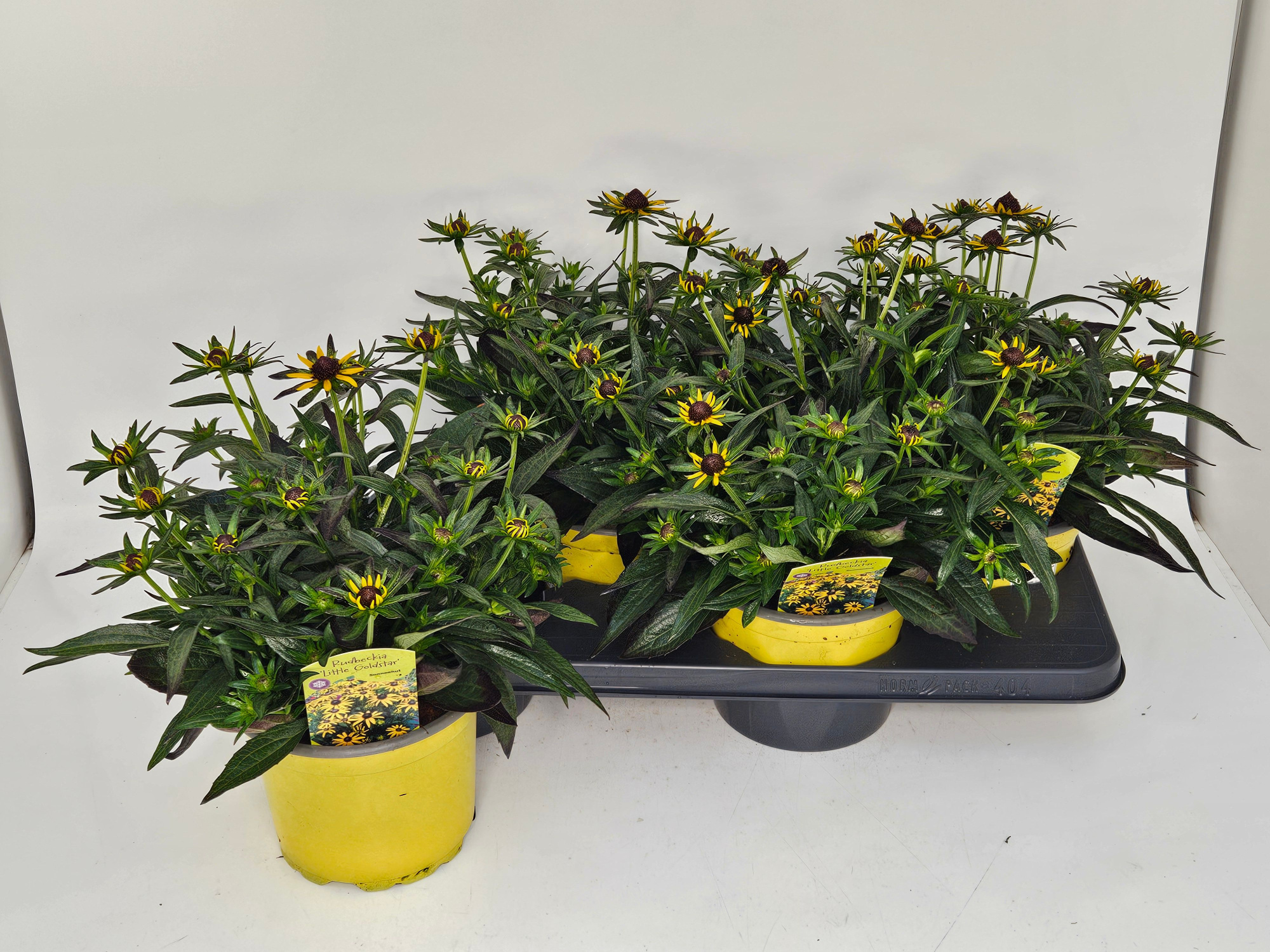 Rudbeckia Little Goldstar T17, D 17