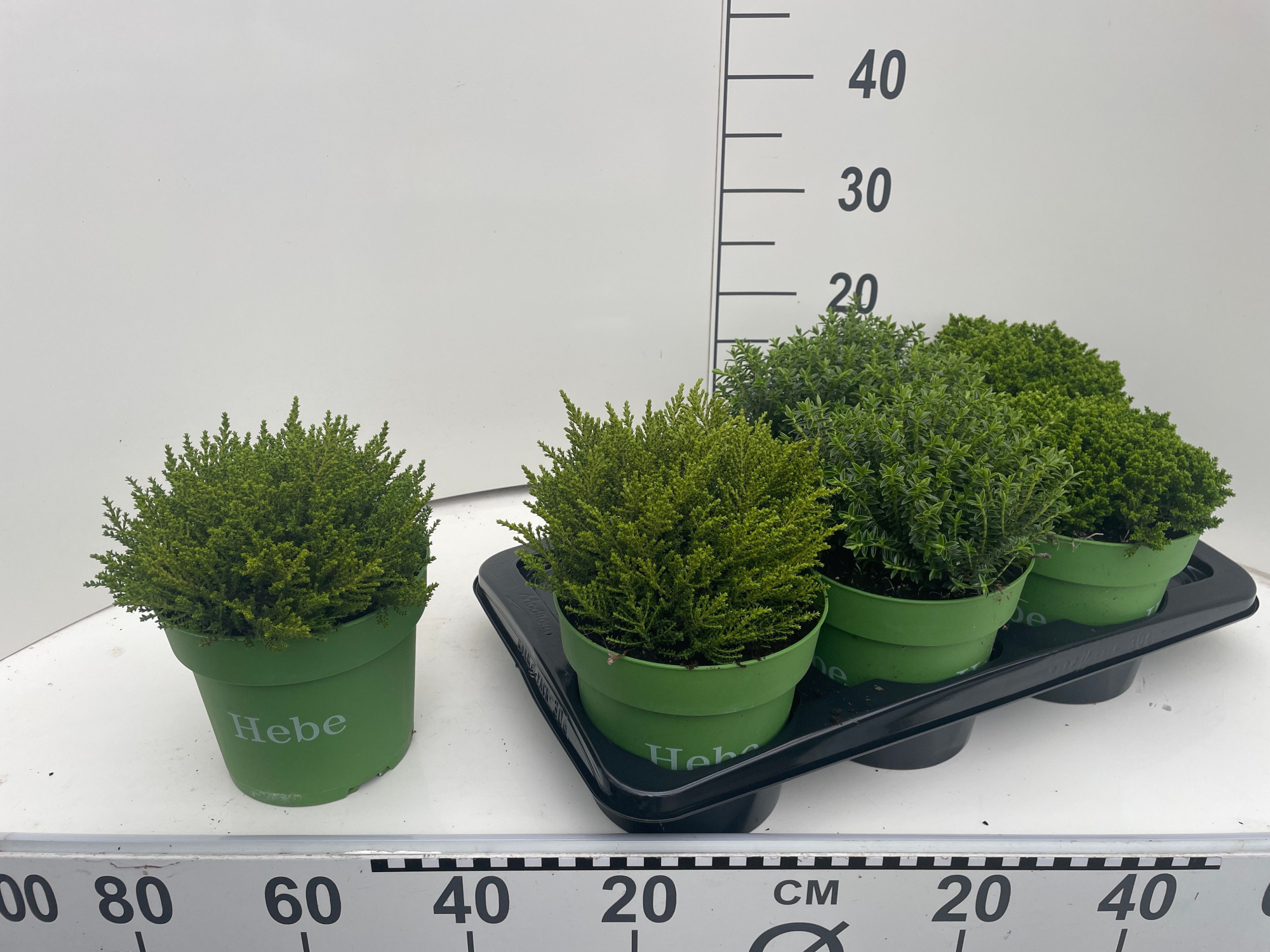 Hebe gemengd Hebe Green Collection, D 17 cm